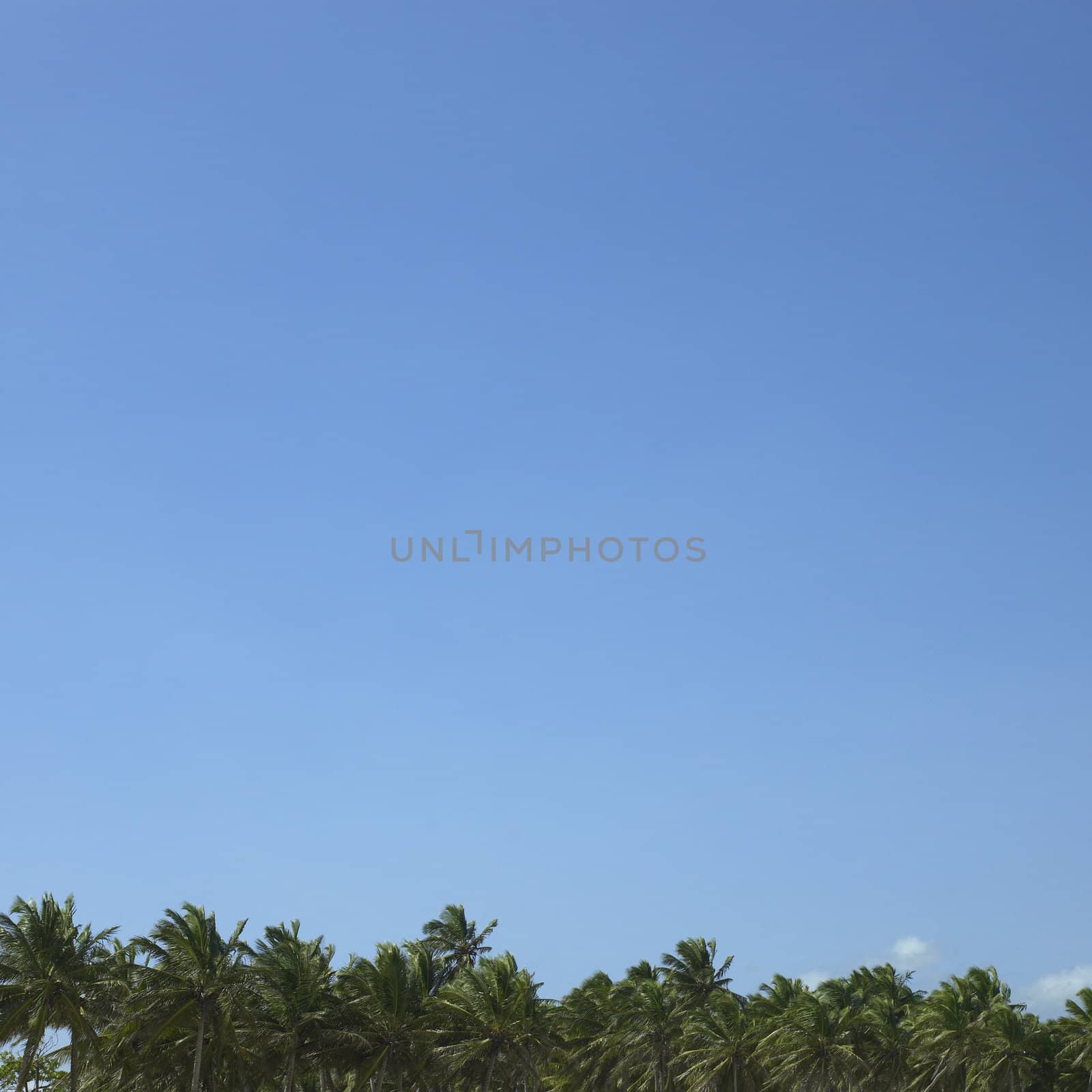 Palm trees and blue sky