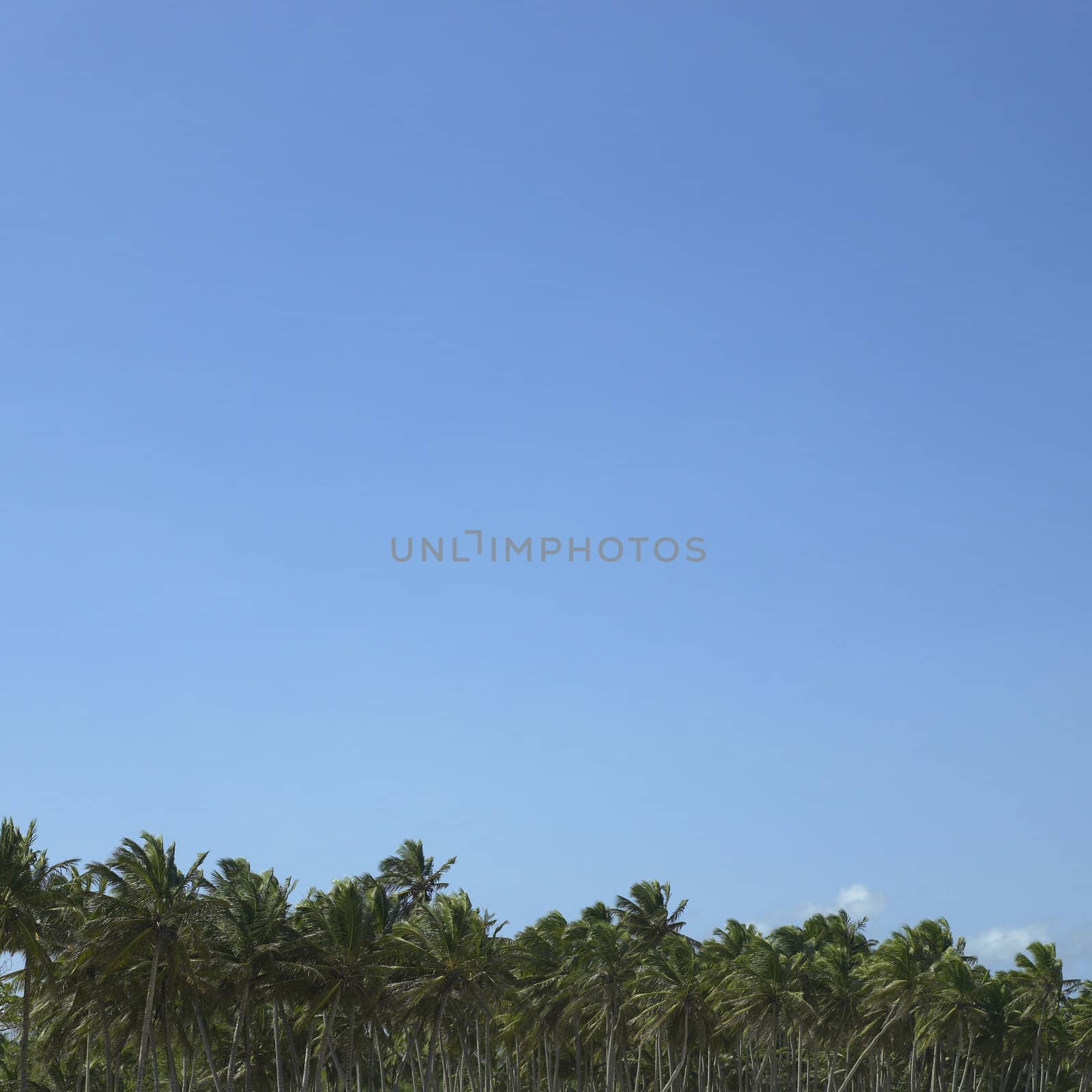 Palm trees and blue sky