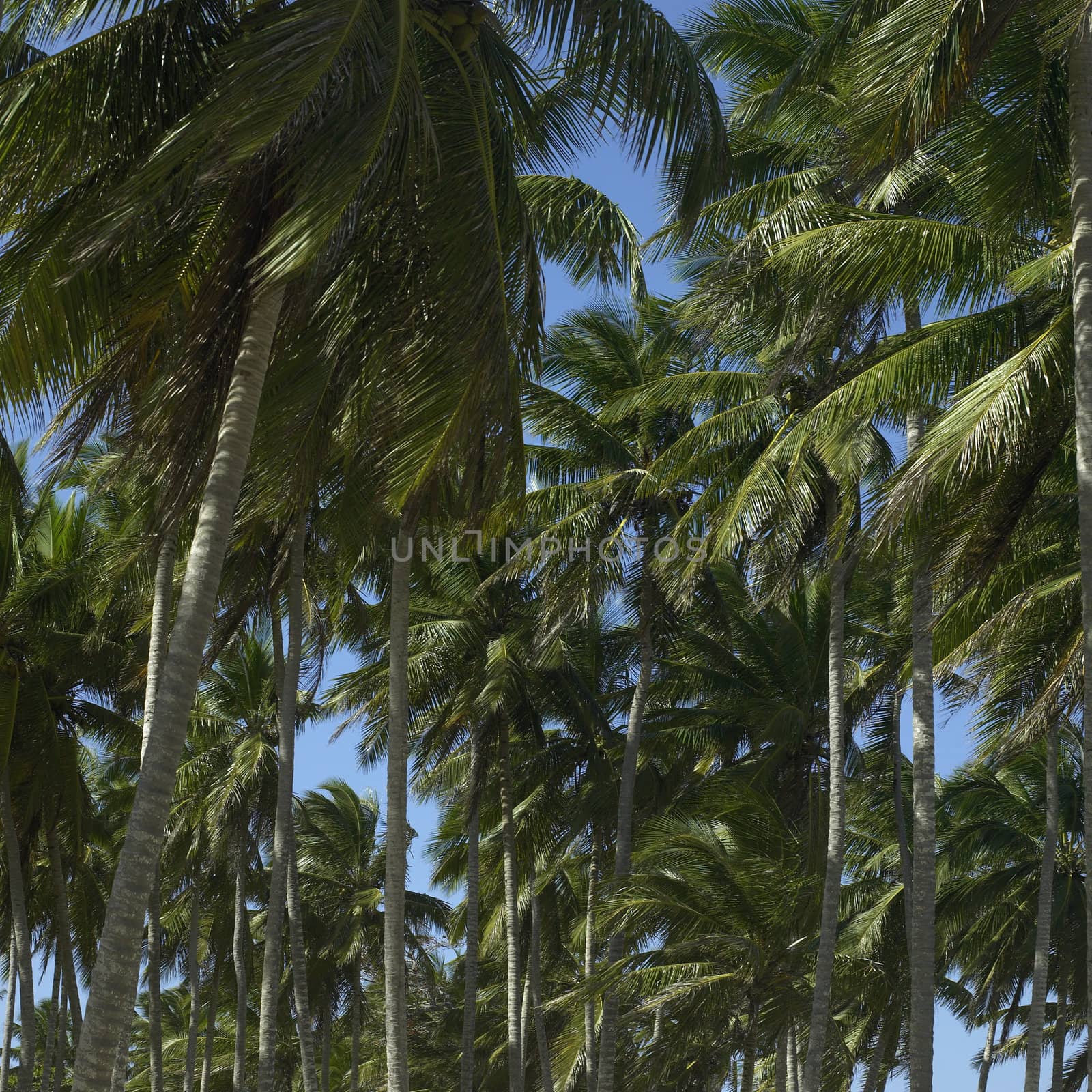 Palm trees and blue sky