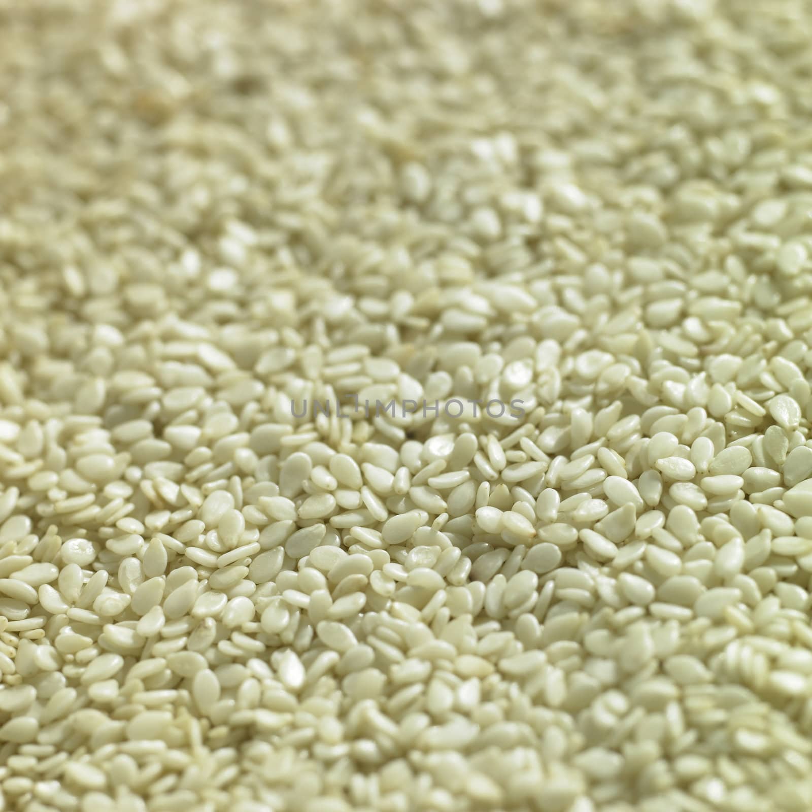 Sesame seeds closeup