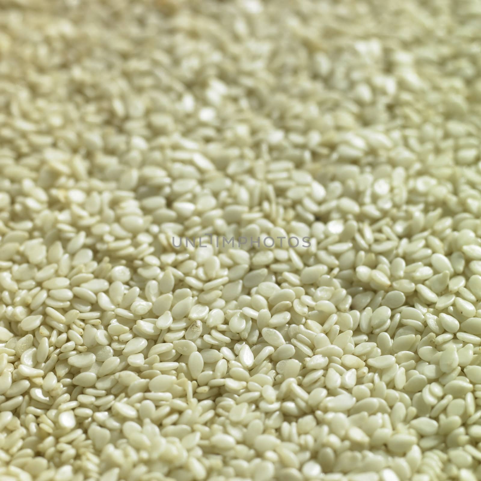 Sesame seeds closeup