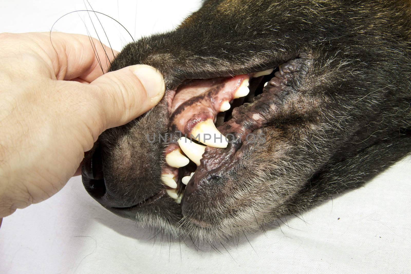 teeth by danilobiancalana