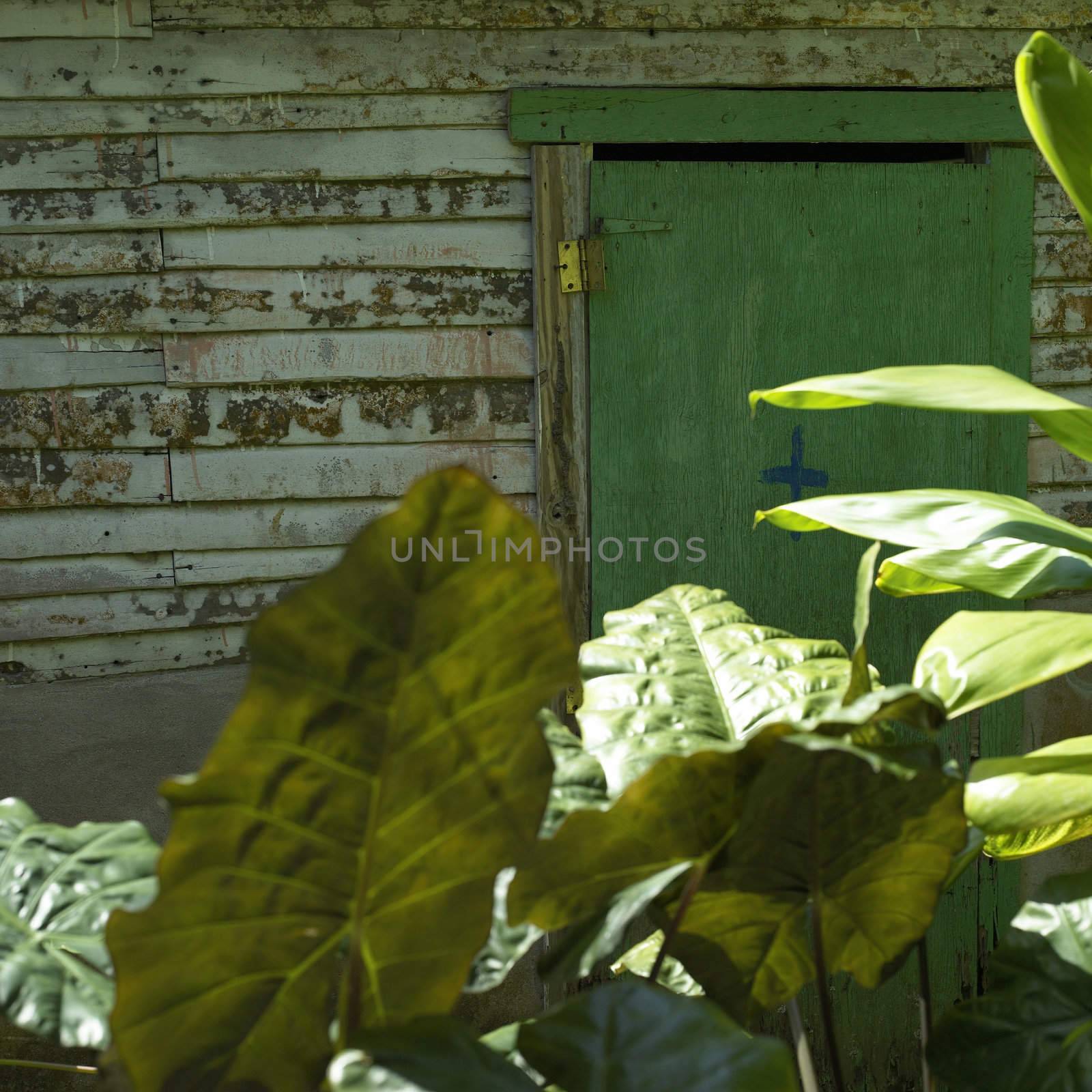 Old door and plants