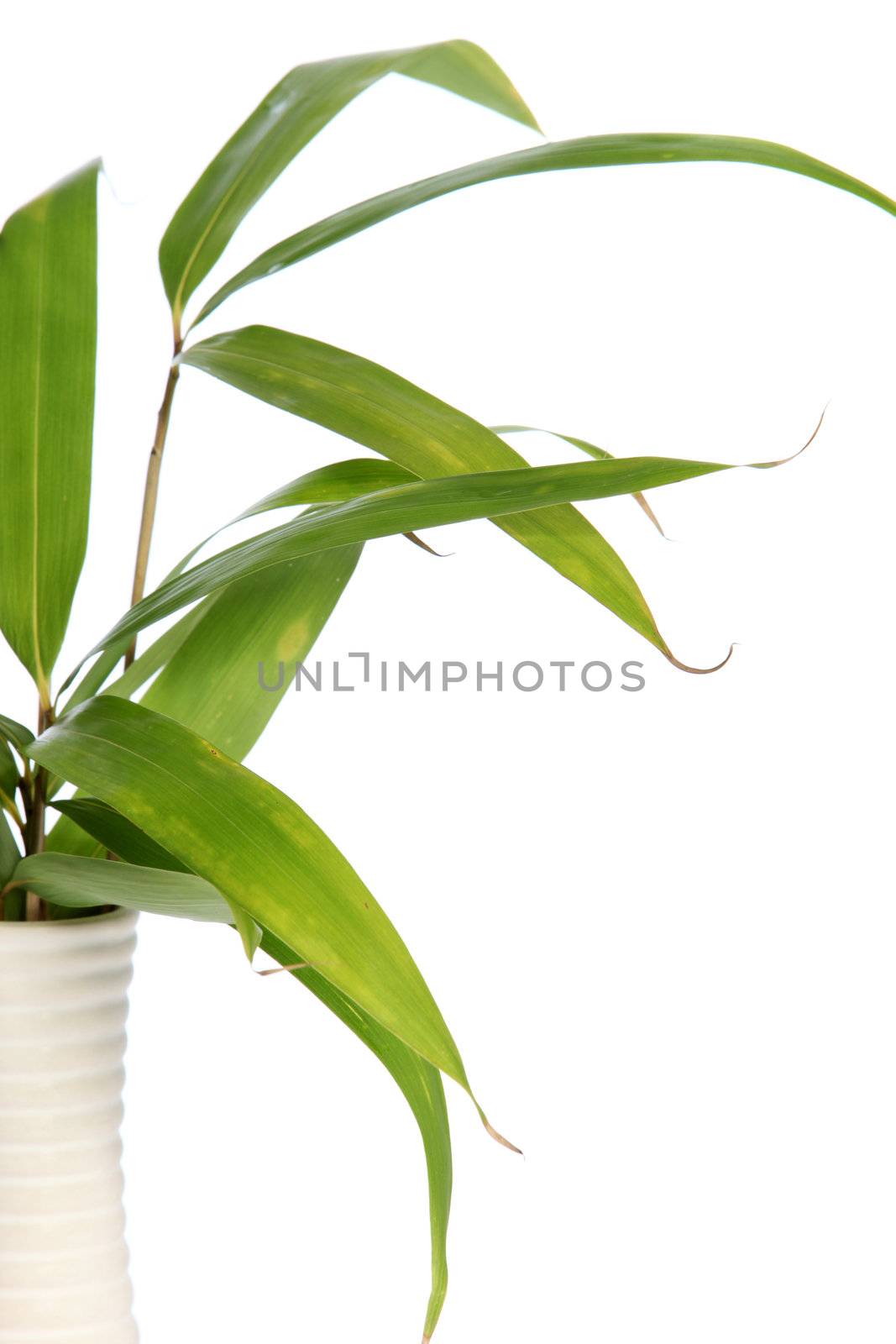Leaves of a bamboo plant in a vase