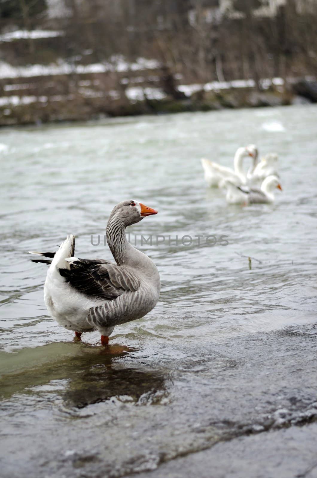 Male goose standing on a shore to protect female geese