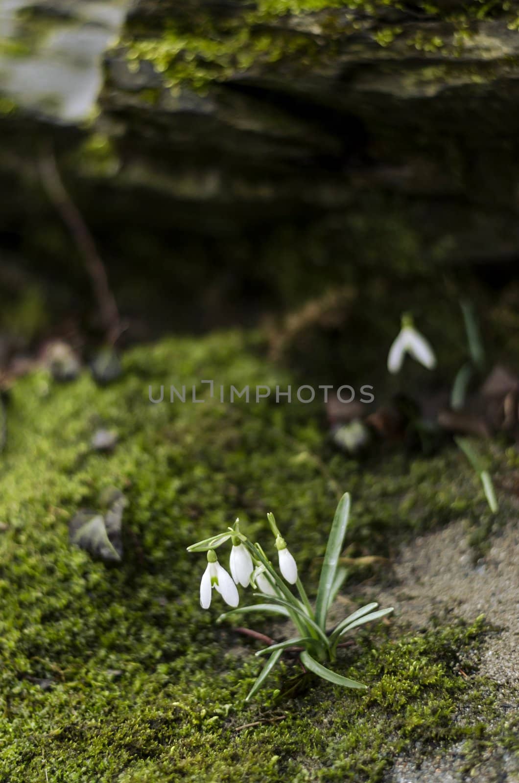 Snowdrop flowers surrounded with moss and sand.