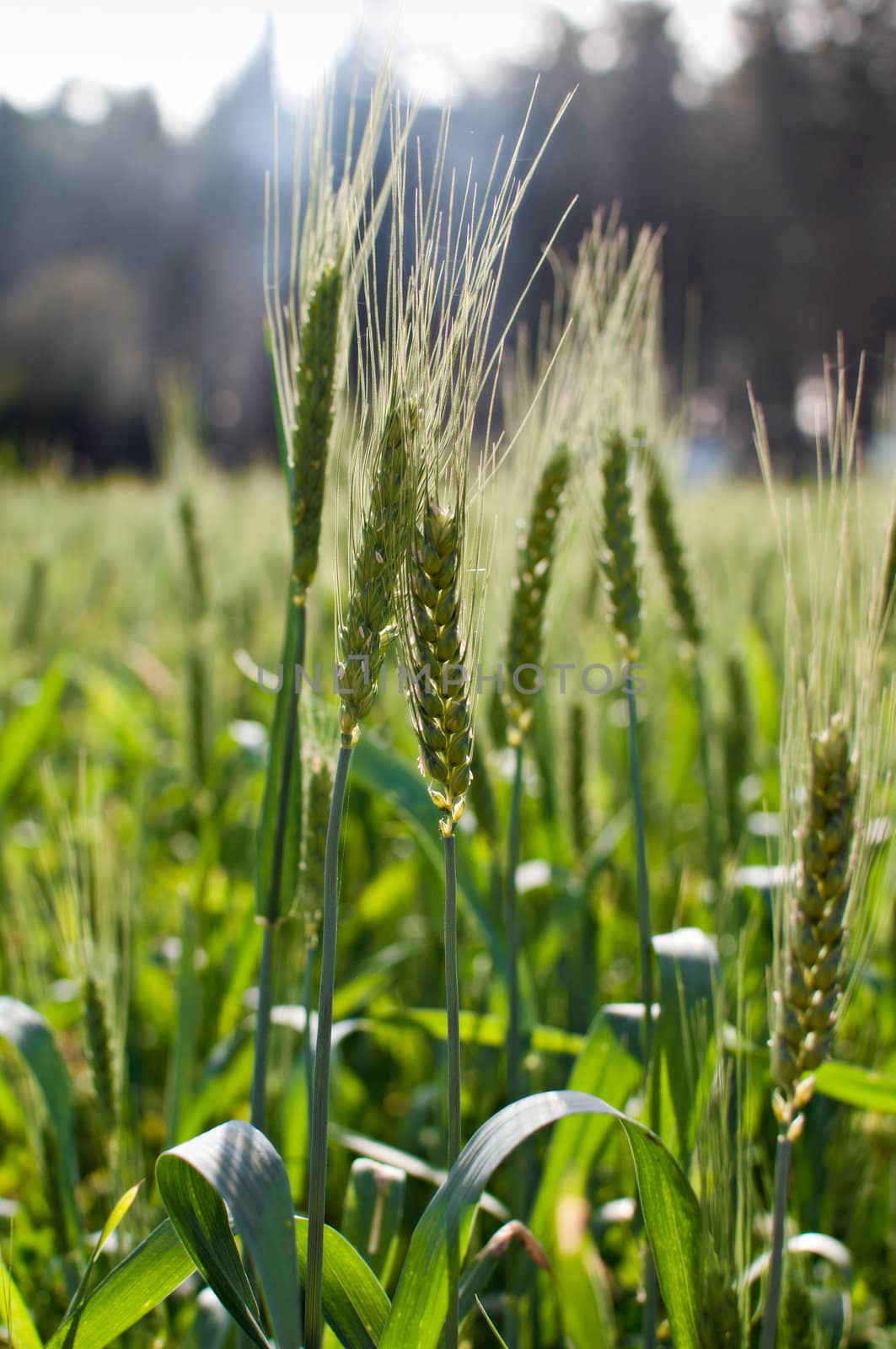Green wheat . by LarisaP