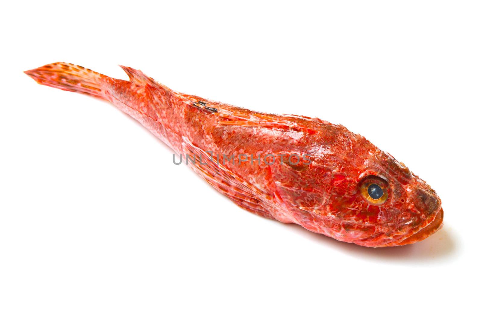 Redfish  by lsantilli