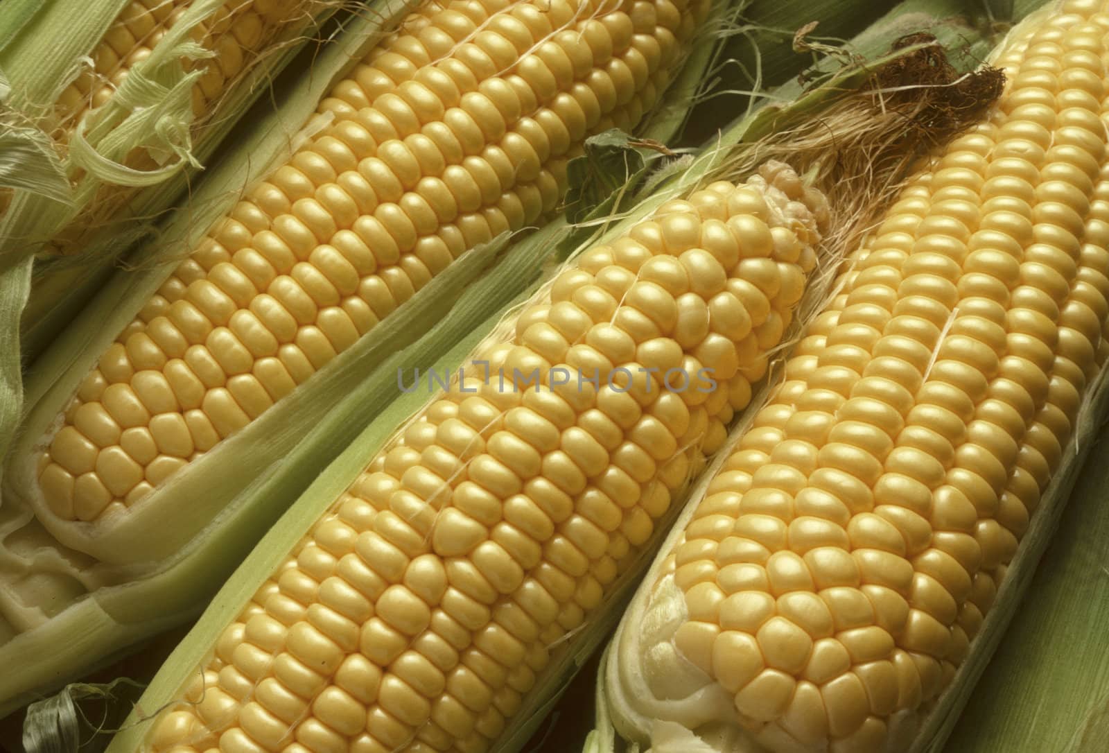 Ears of Sweet Corn or Maize Husked, Revealing Yellow Kernels