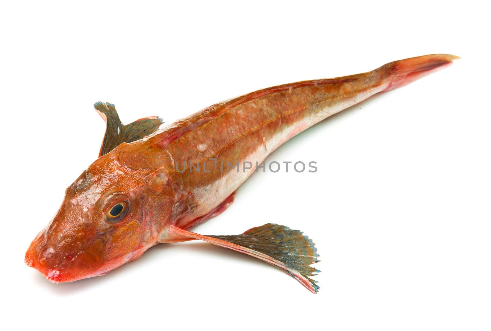Redfish by lsantilli