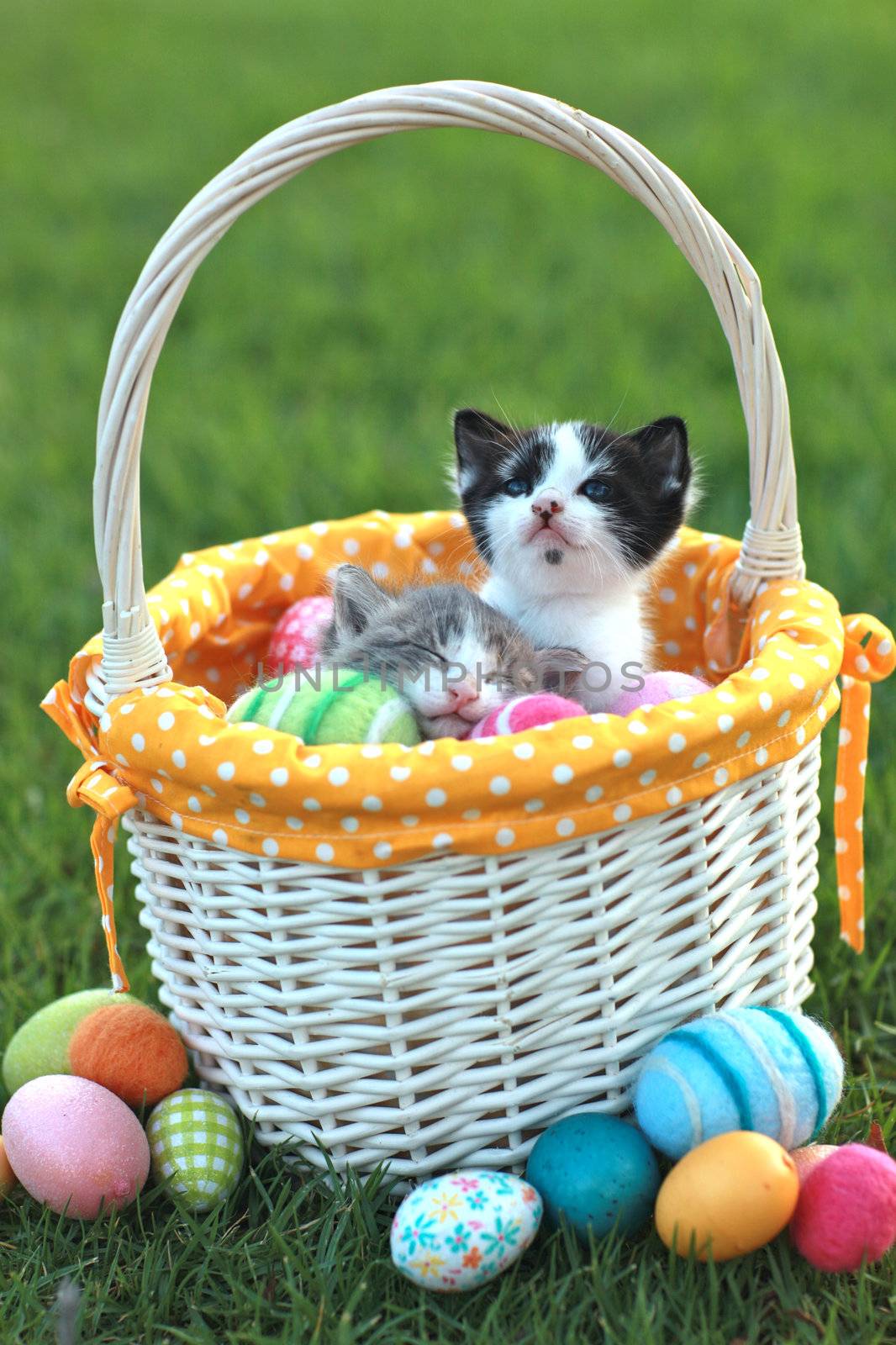 Kittens in a Holiday Easter Basket With Eggs