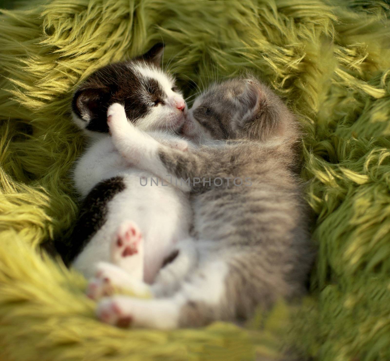 Cuddling Kittens Outdoors in Natural Light by tobkatrina