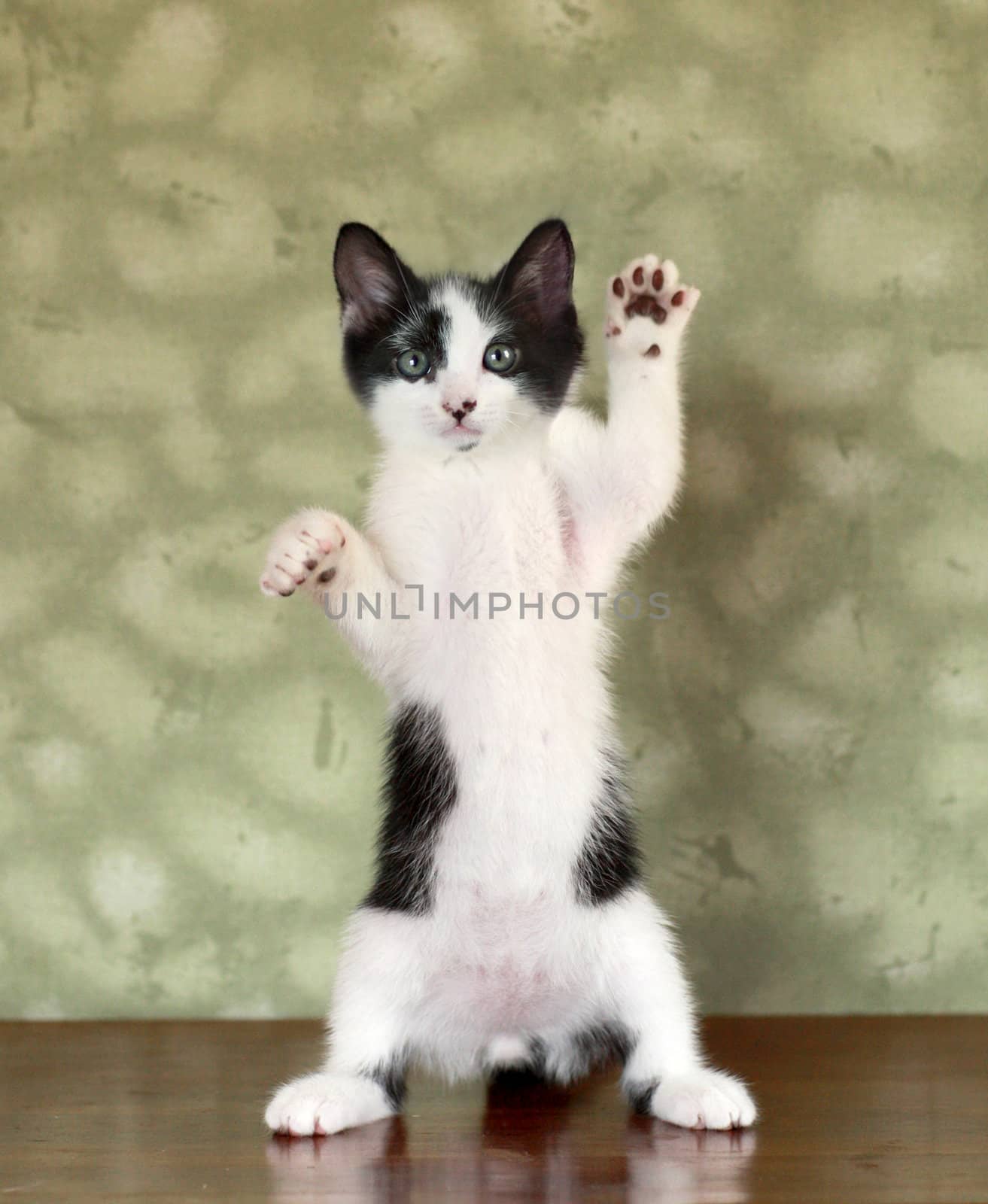 Kitten Standing on Hind Legs Waving by tobkatrina