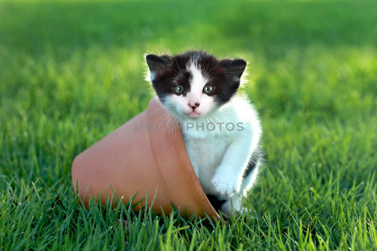 Little Kitten Outdoors in Natural Light by tobkatrina