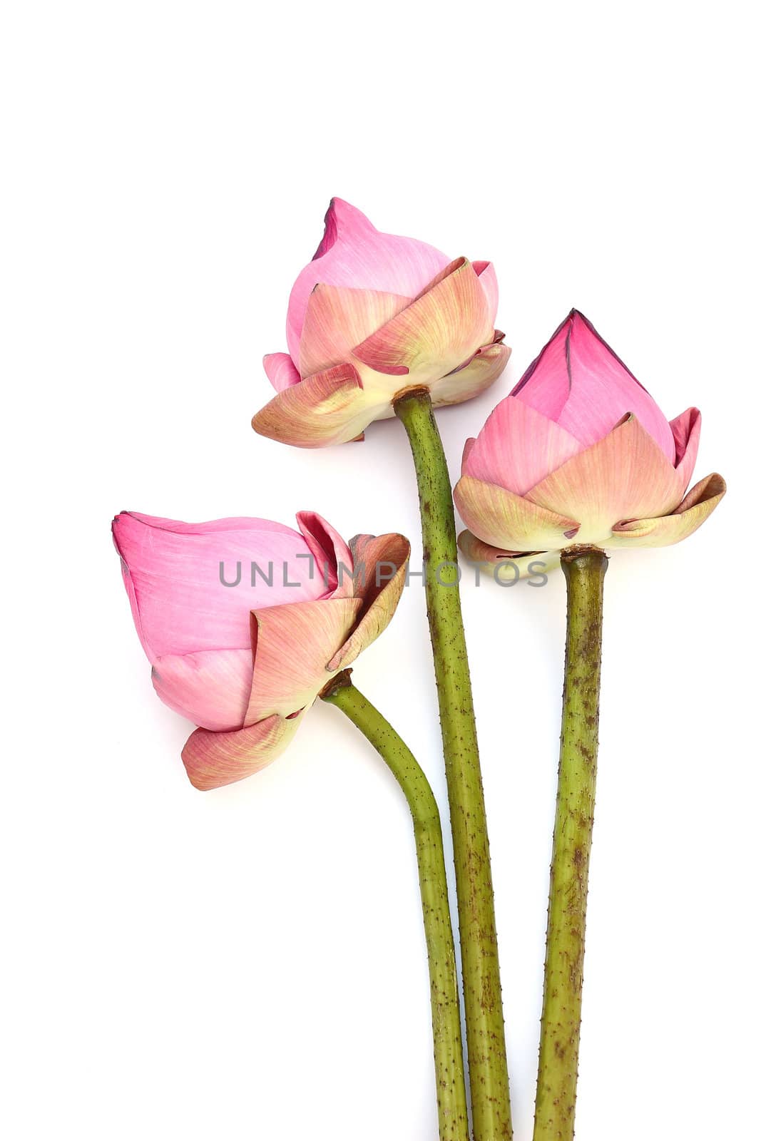 Pink lotus isolated on white background