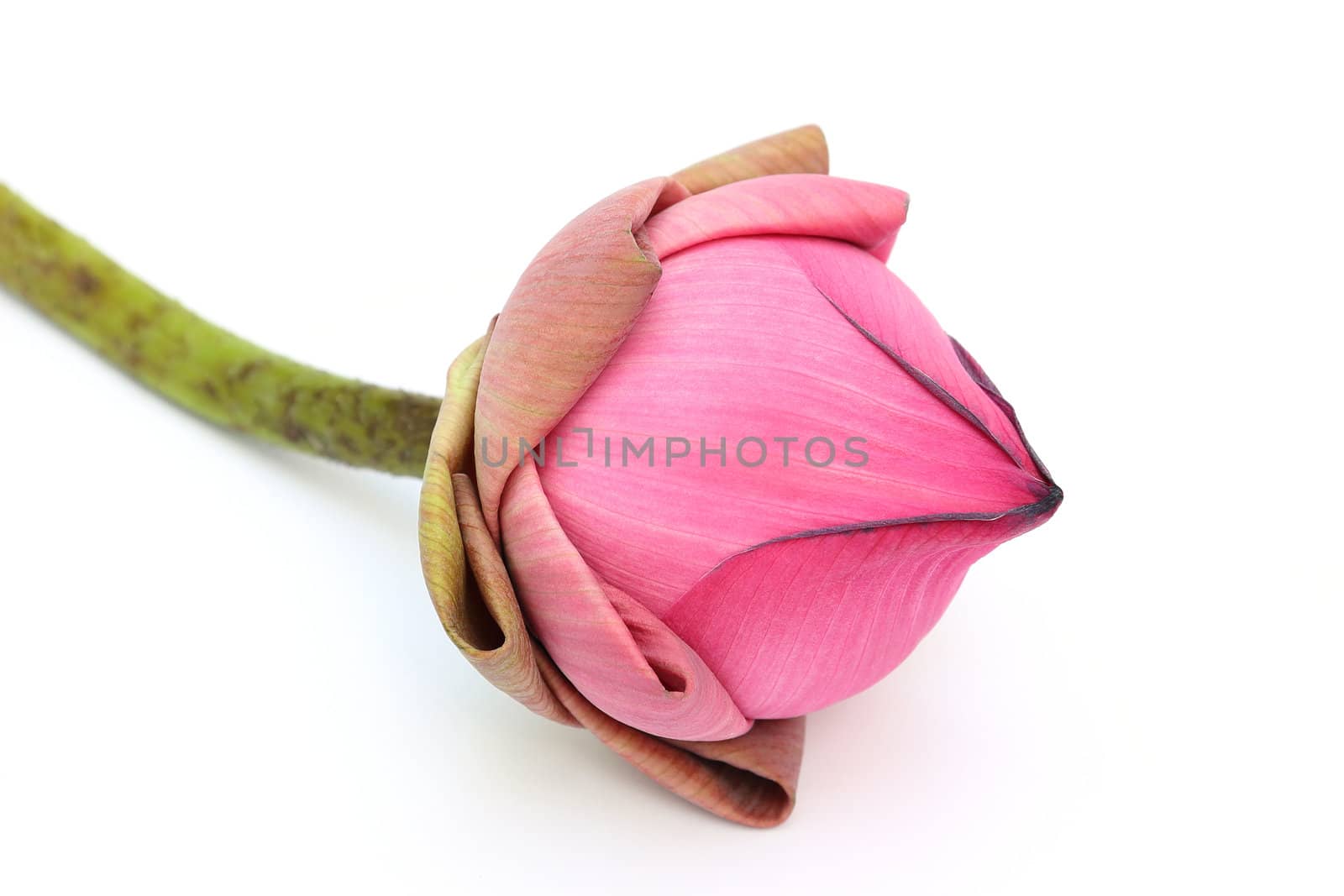 Close up pink lotus on white background