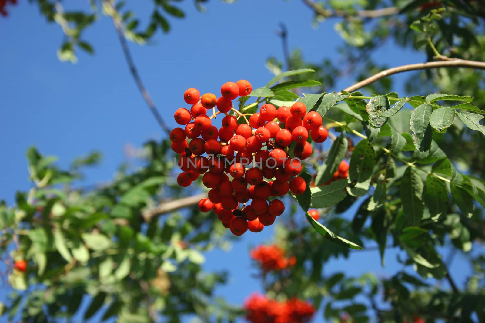 European Rowan (Sorbus aucuparia) by tdietrich