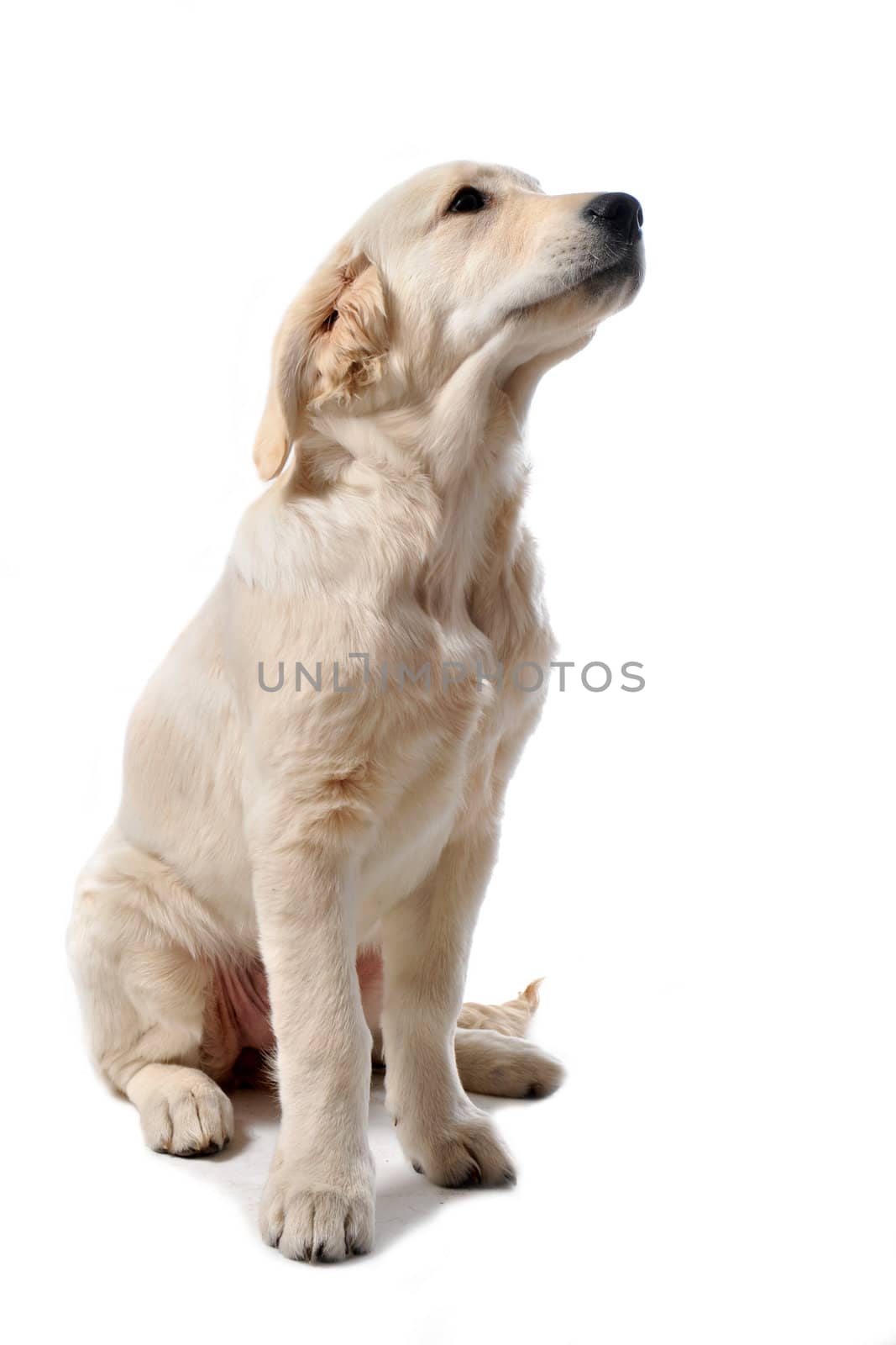 purebred puppy golden retriever in front of a white background