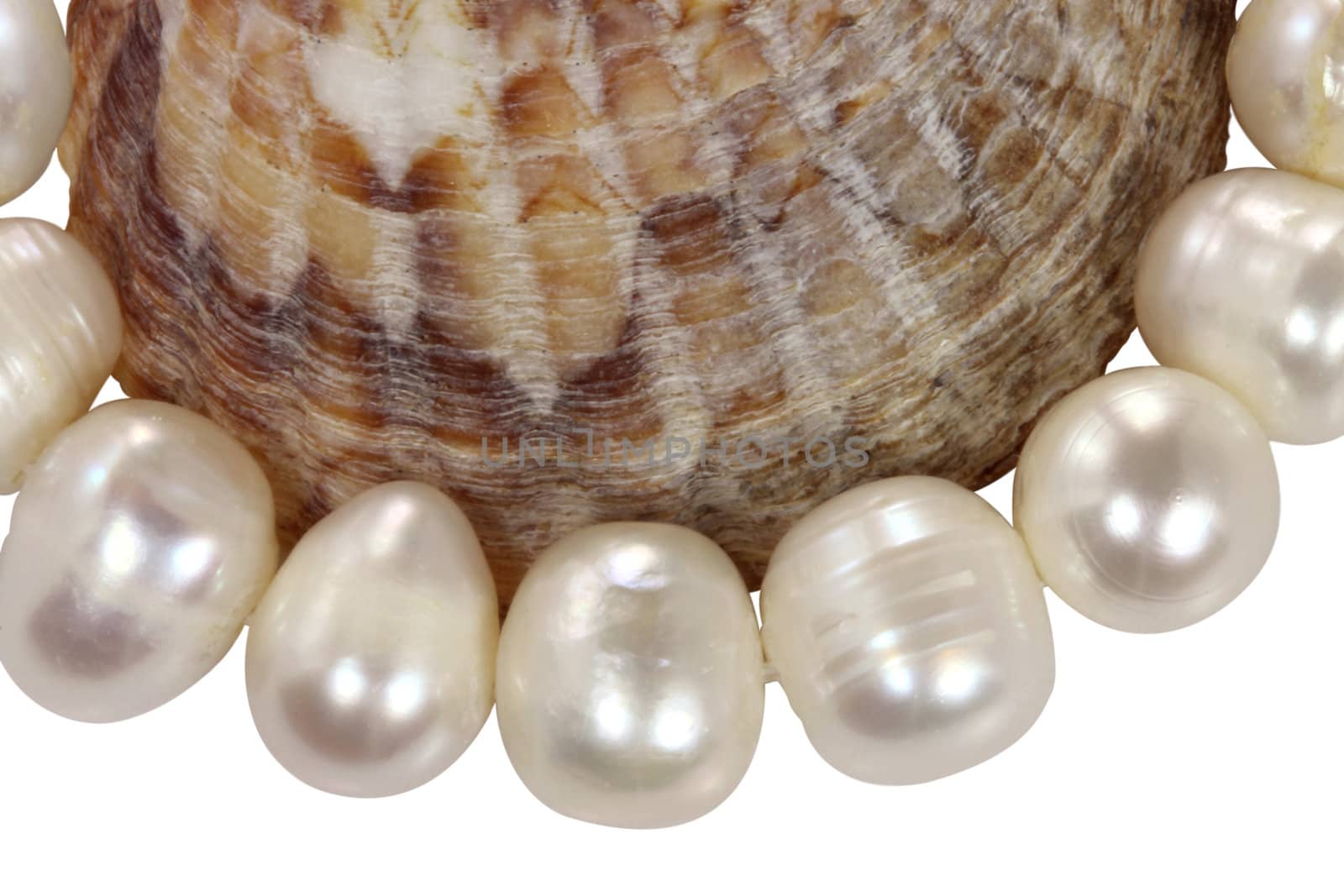 Macro necklace from pearls and a mollusk shell on a white background