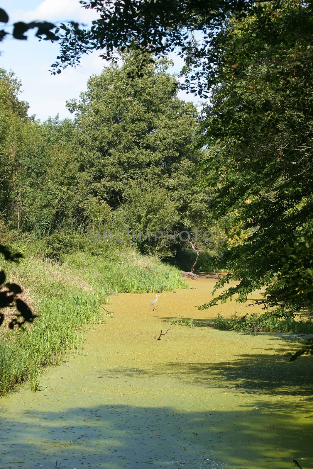 Pond in a floodplain