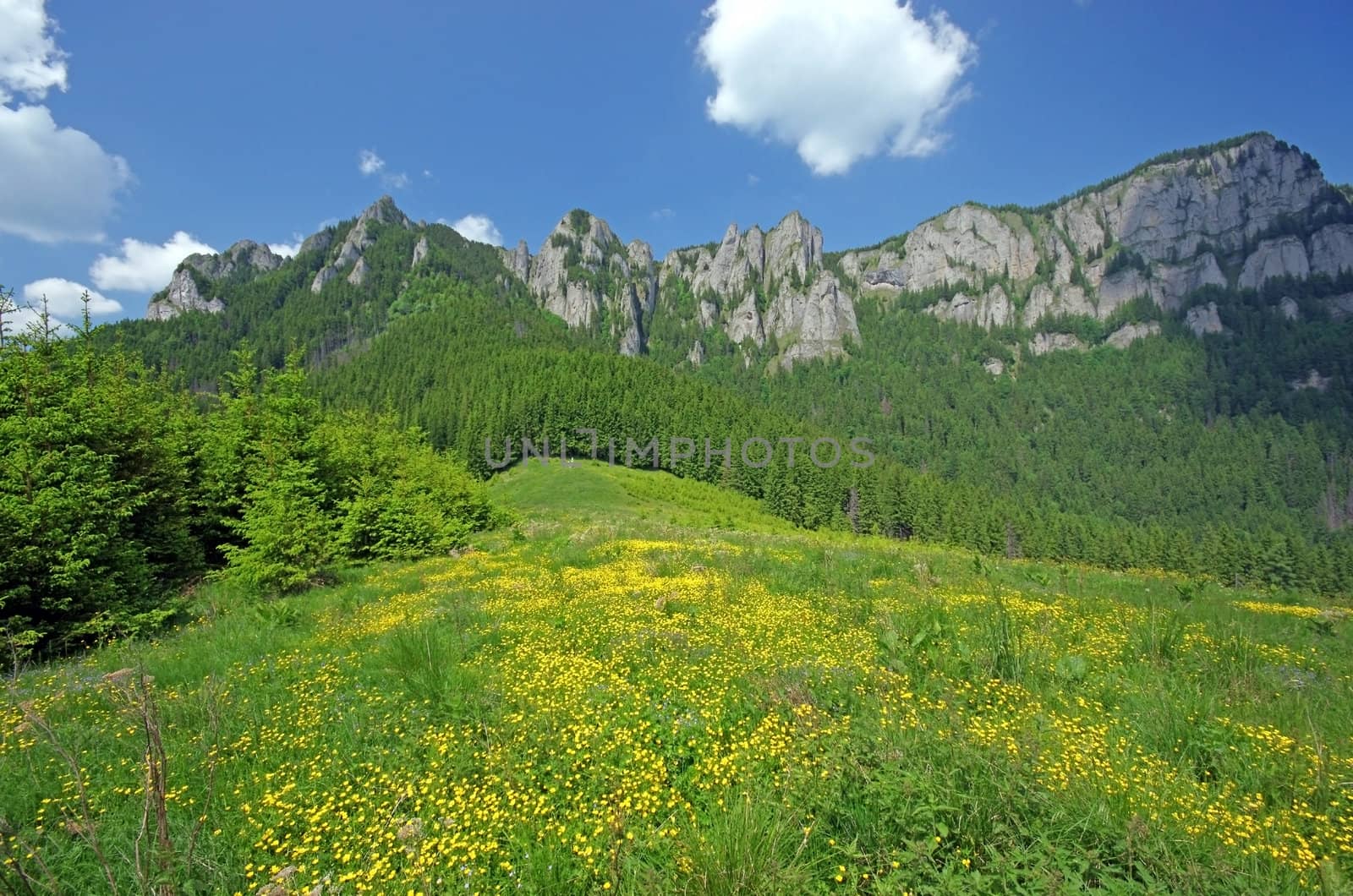 Alpine meadow with a stone wall behind, summer view