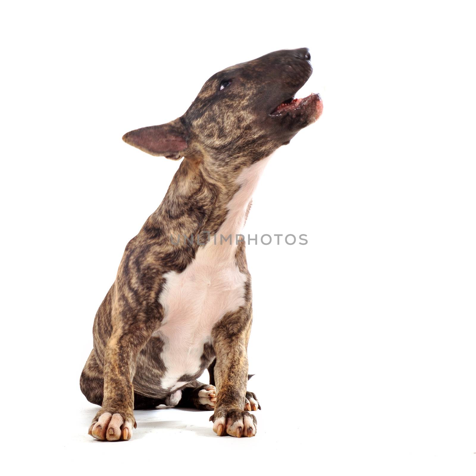 portrait of a purebred brown bull terrier in front of white background