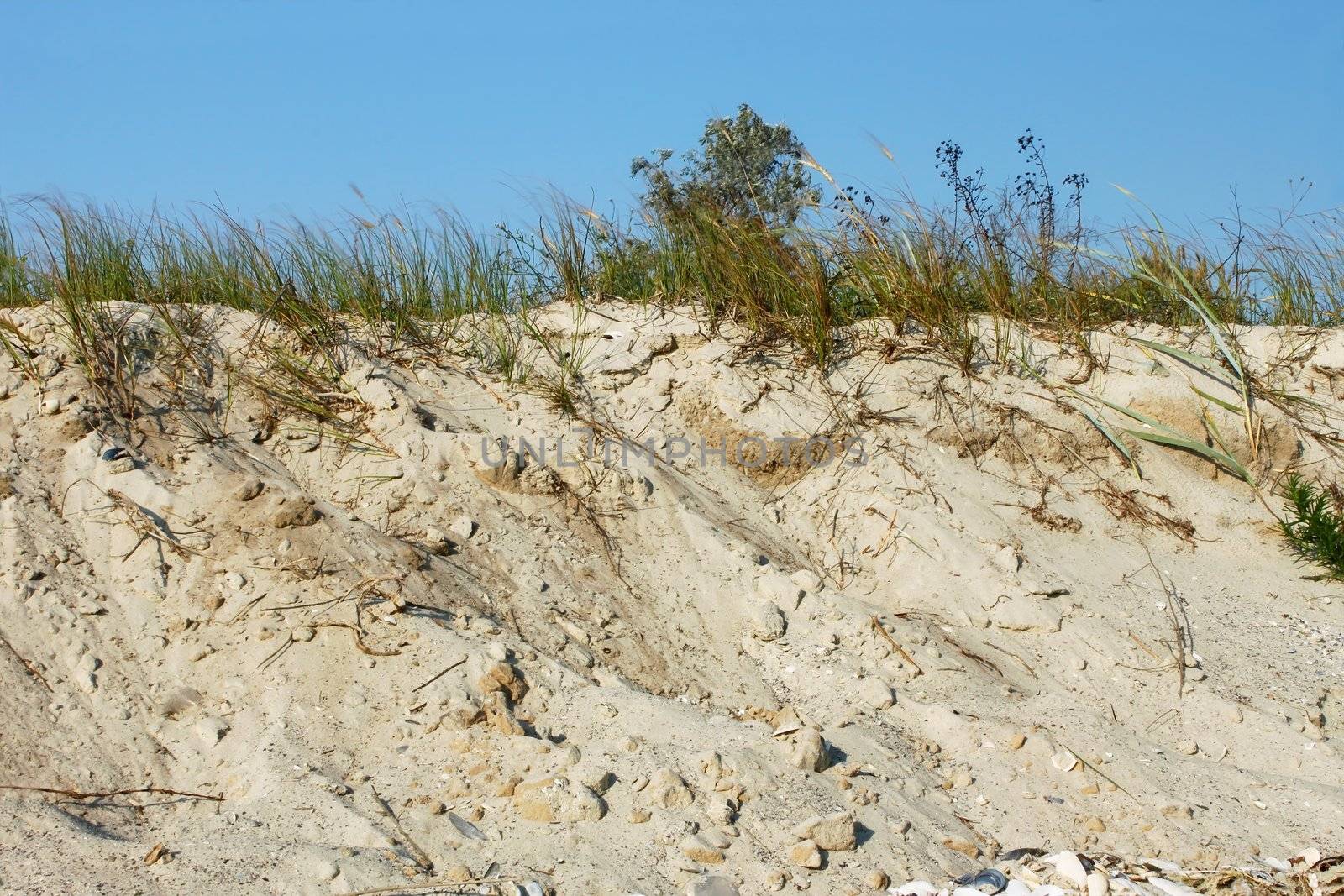 Wild sandy beach covered with grass and bushes