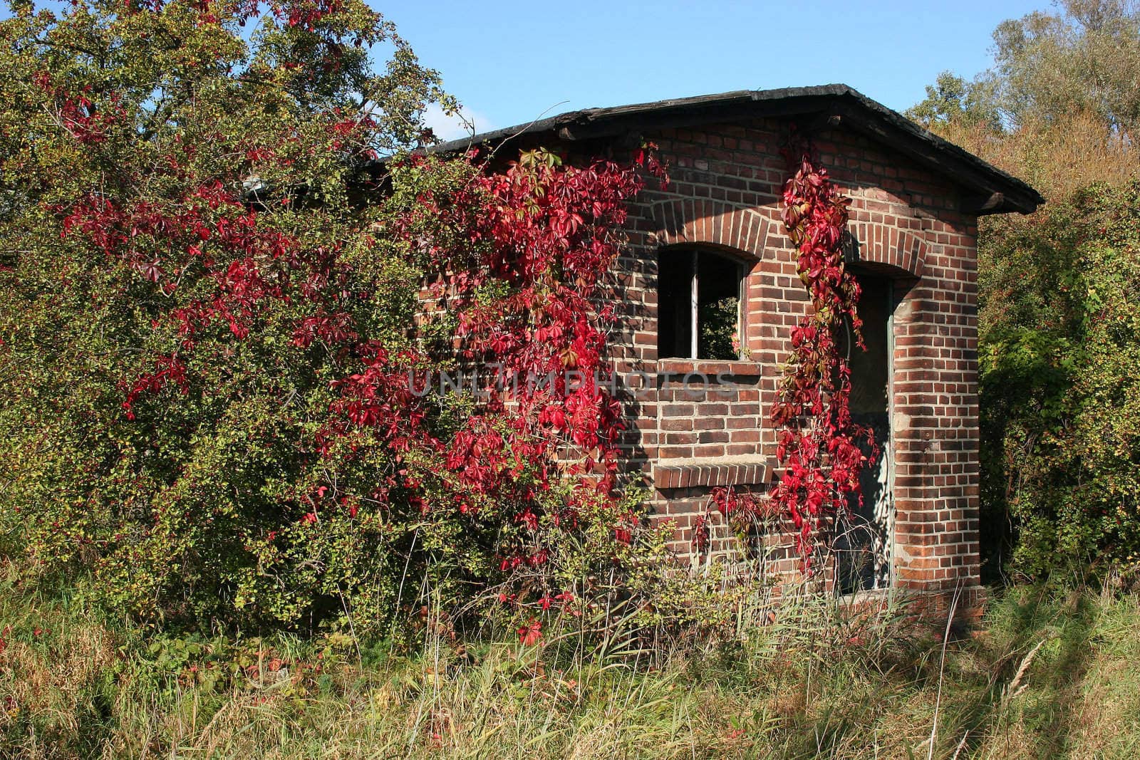 Overgrown shed in the autumn