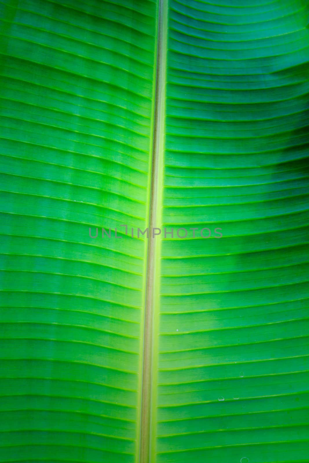 banana leaf close up  by thanomphong