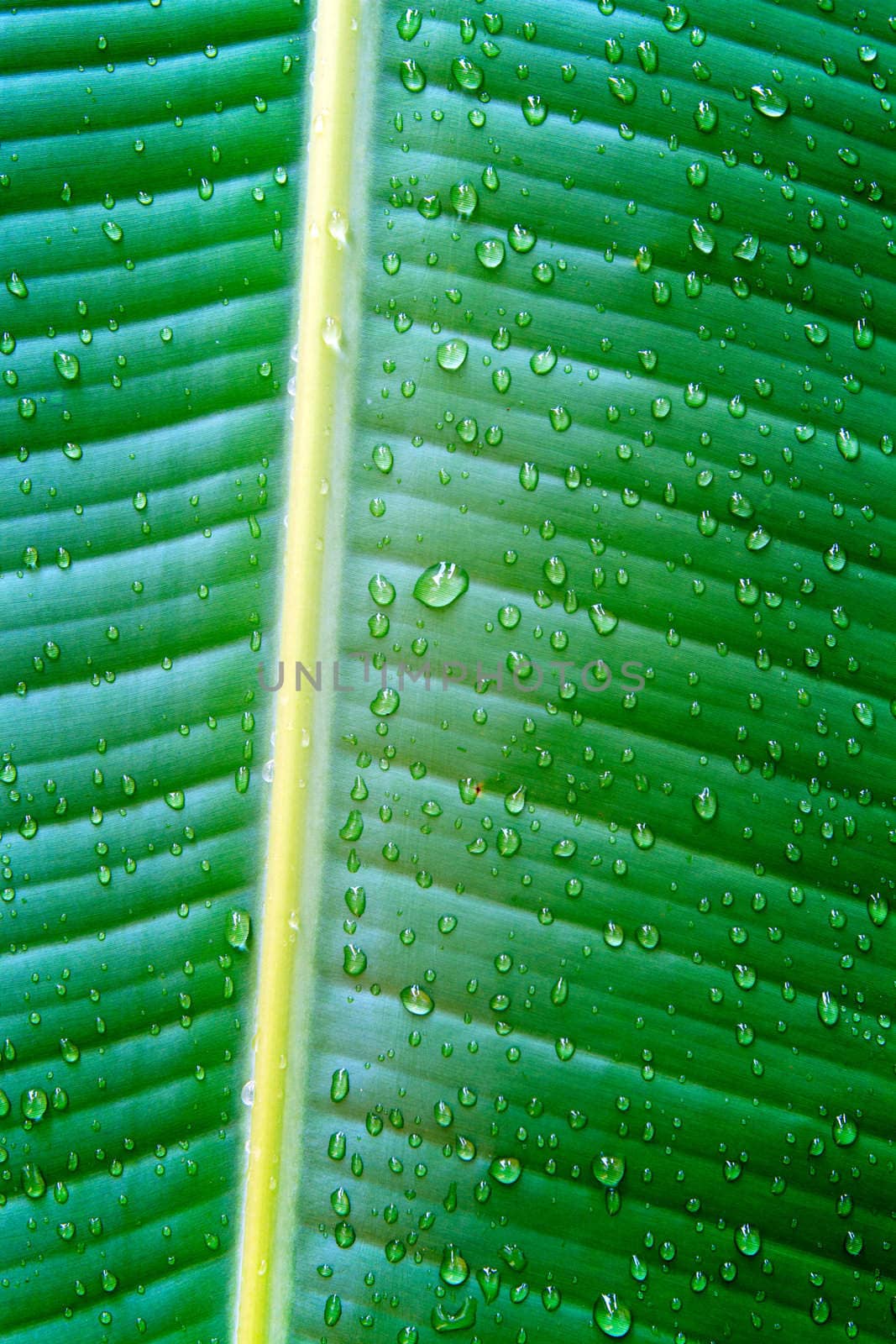 Detail of banana leaf close up for texture