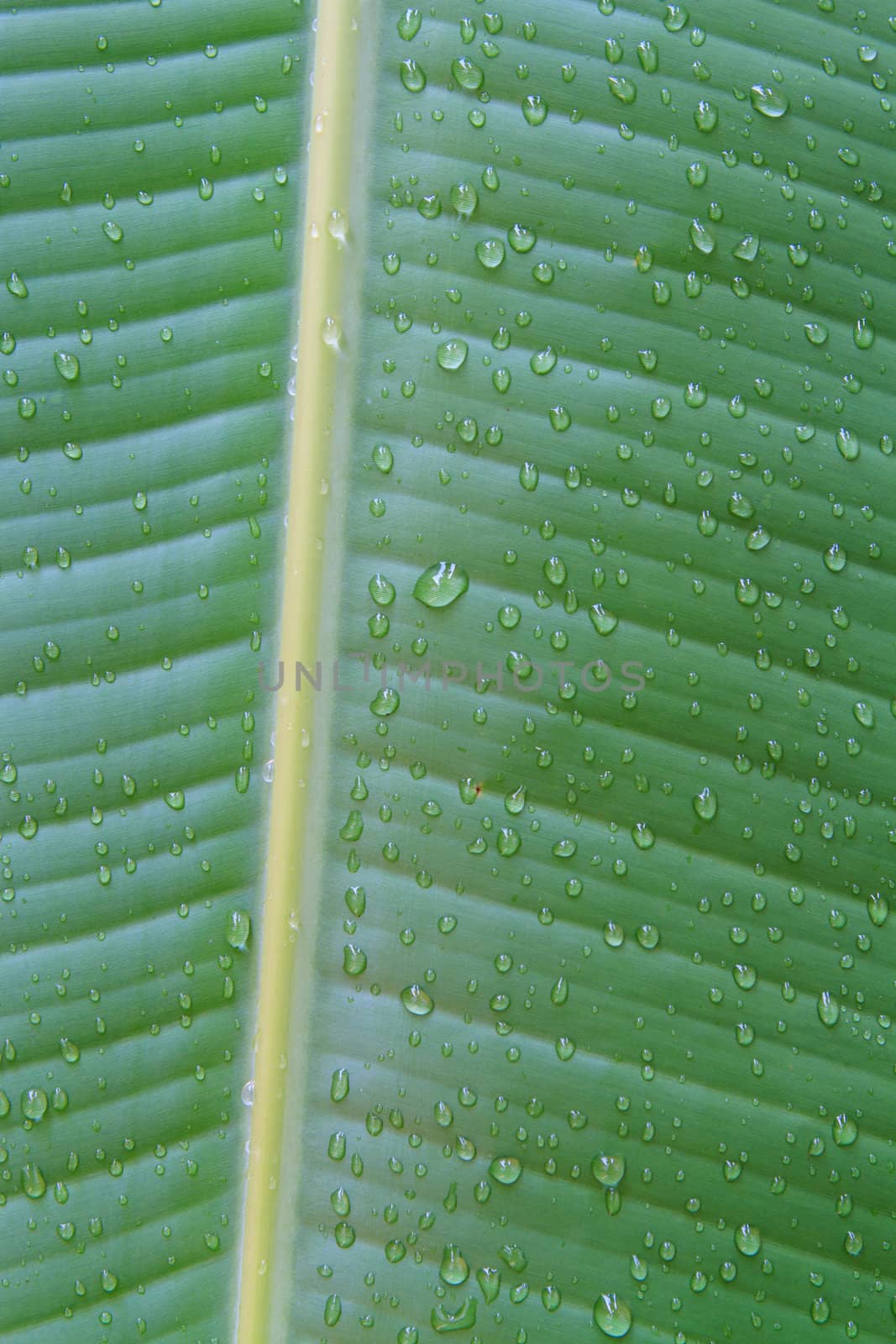 banana leaf close up  by thanomphong