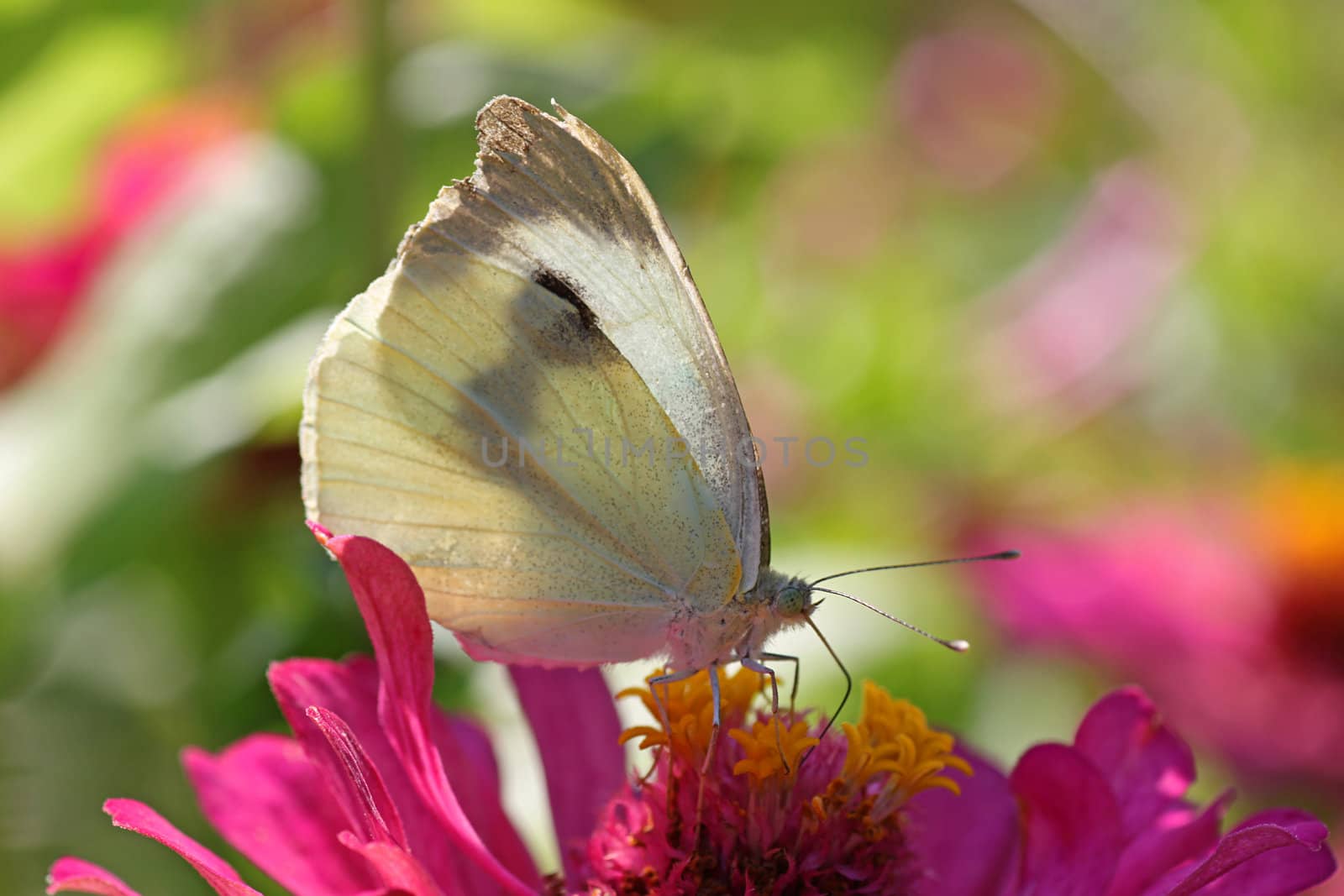 white cabbage butterfly sitting on zinnia