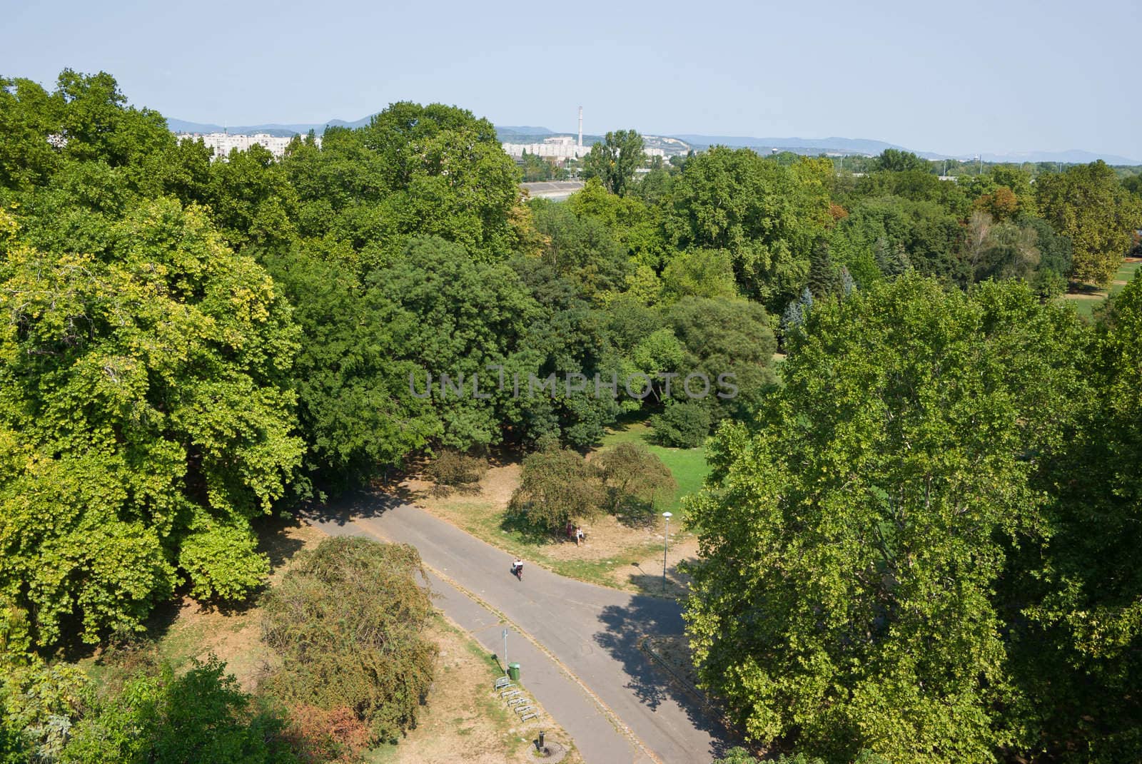 top view of trees and a road