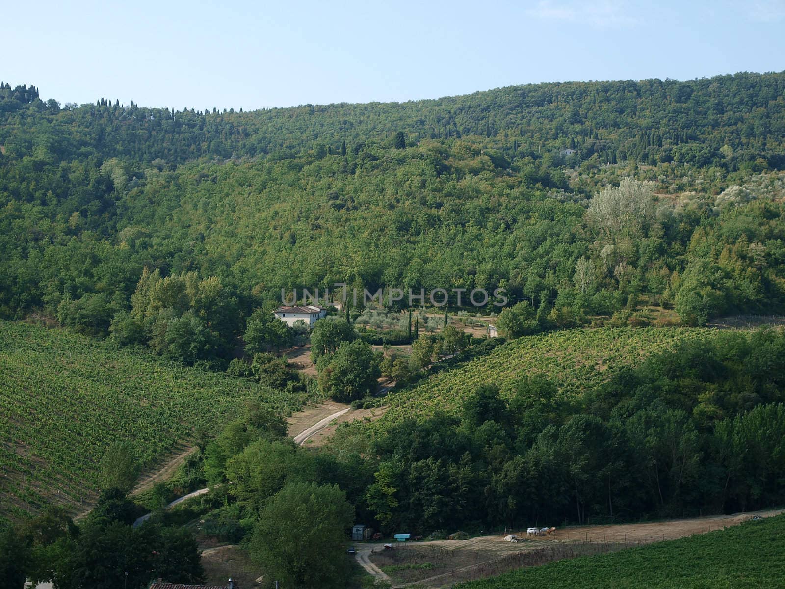 Vineyards and olive fields in Chianti, Tuscany