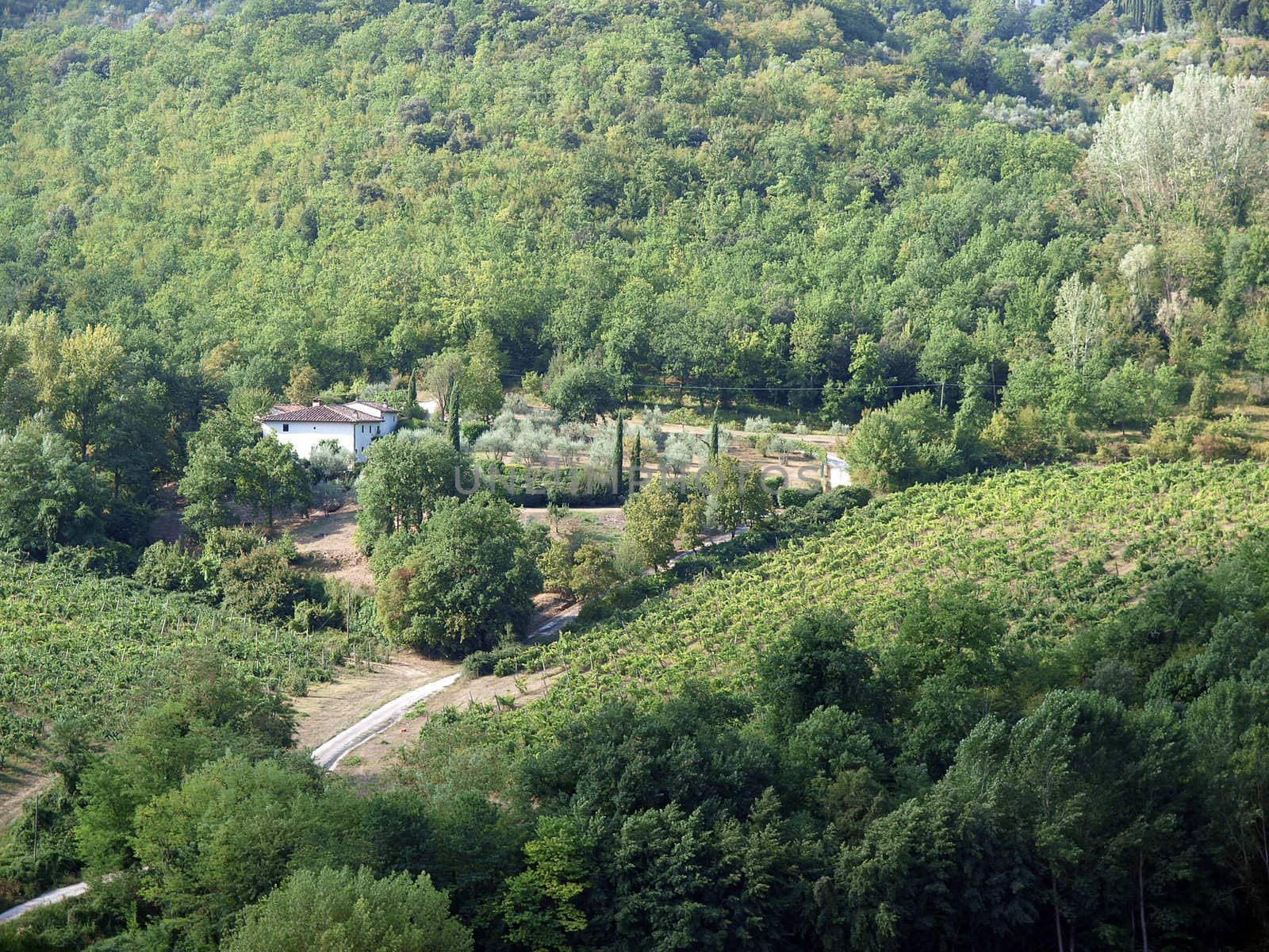 Vineyards and olive fields in Chianti, Tuscany