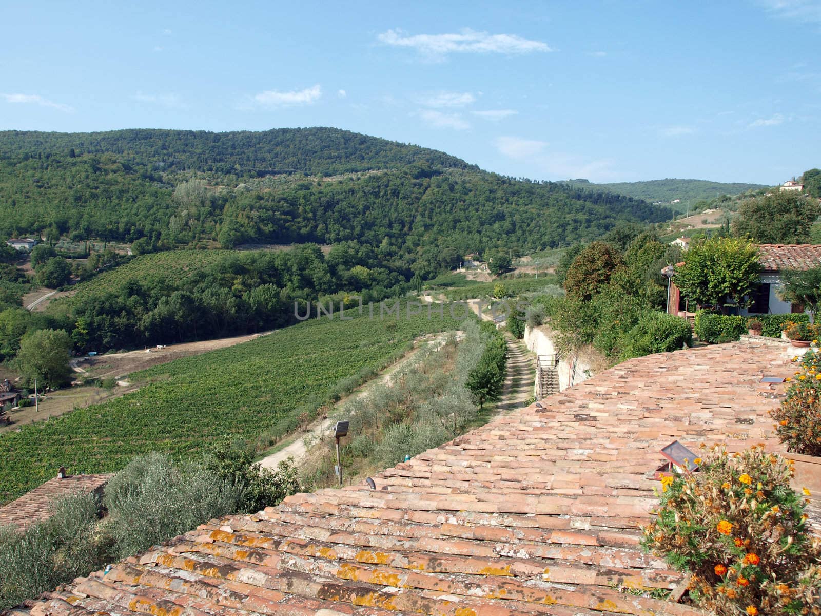 Old roof of the Tuscan villa amongst vineyards and an olive groves