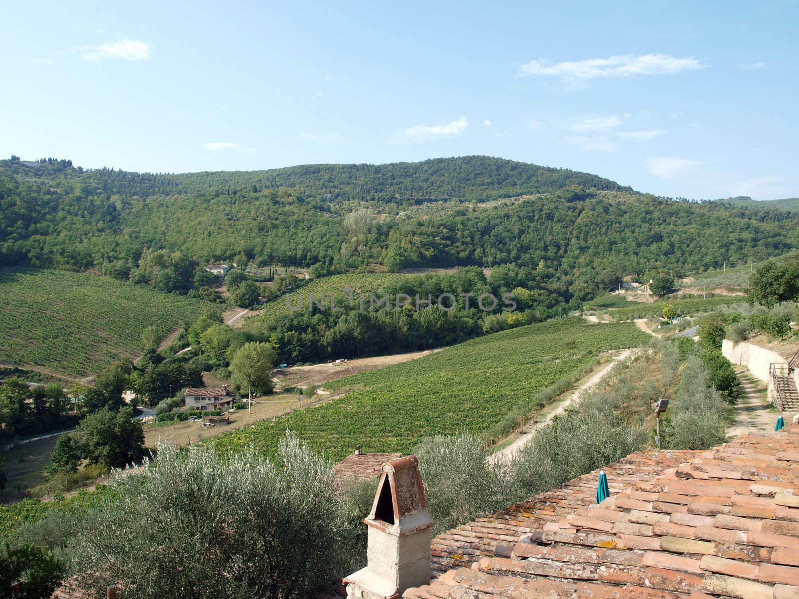 Old roof of the Tuscan villa amongst vineyards and an olive groves