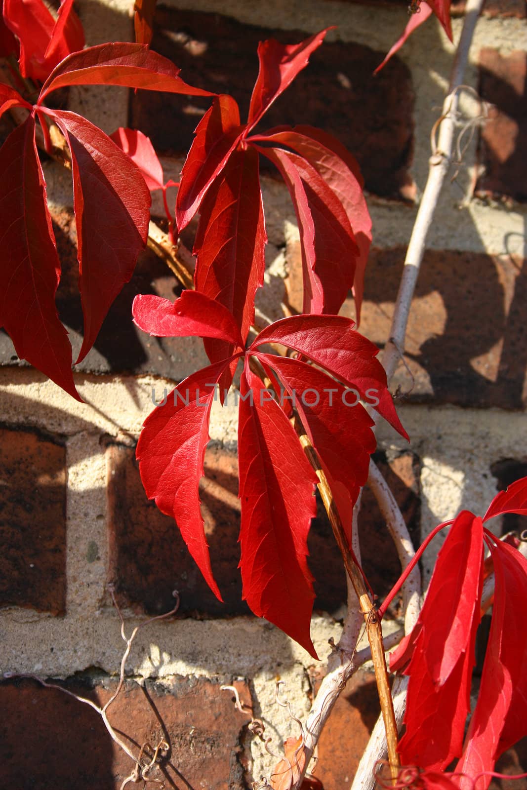 Virginia creeper (Parthenocissus quinquefolia) by tdietrich