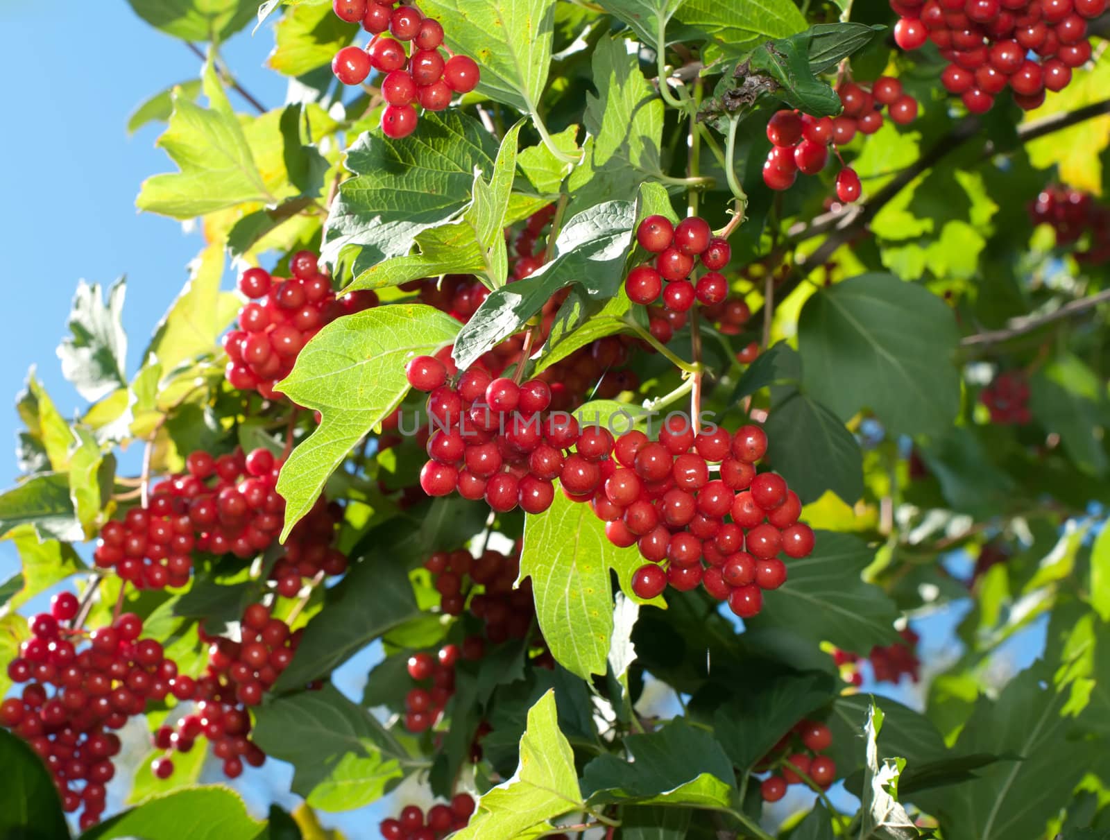 Ripe berries of a guelder-rose on a bush in the sunny autumn afternoon.