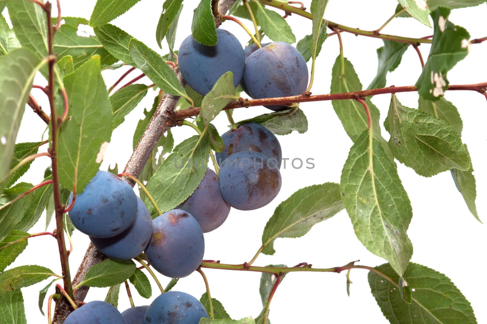 Branch of a sloe with berries it is isolated on a white background.