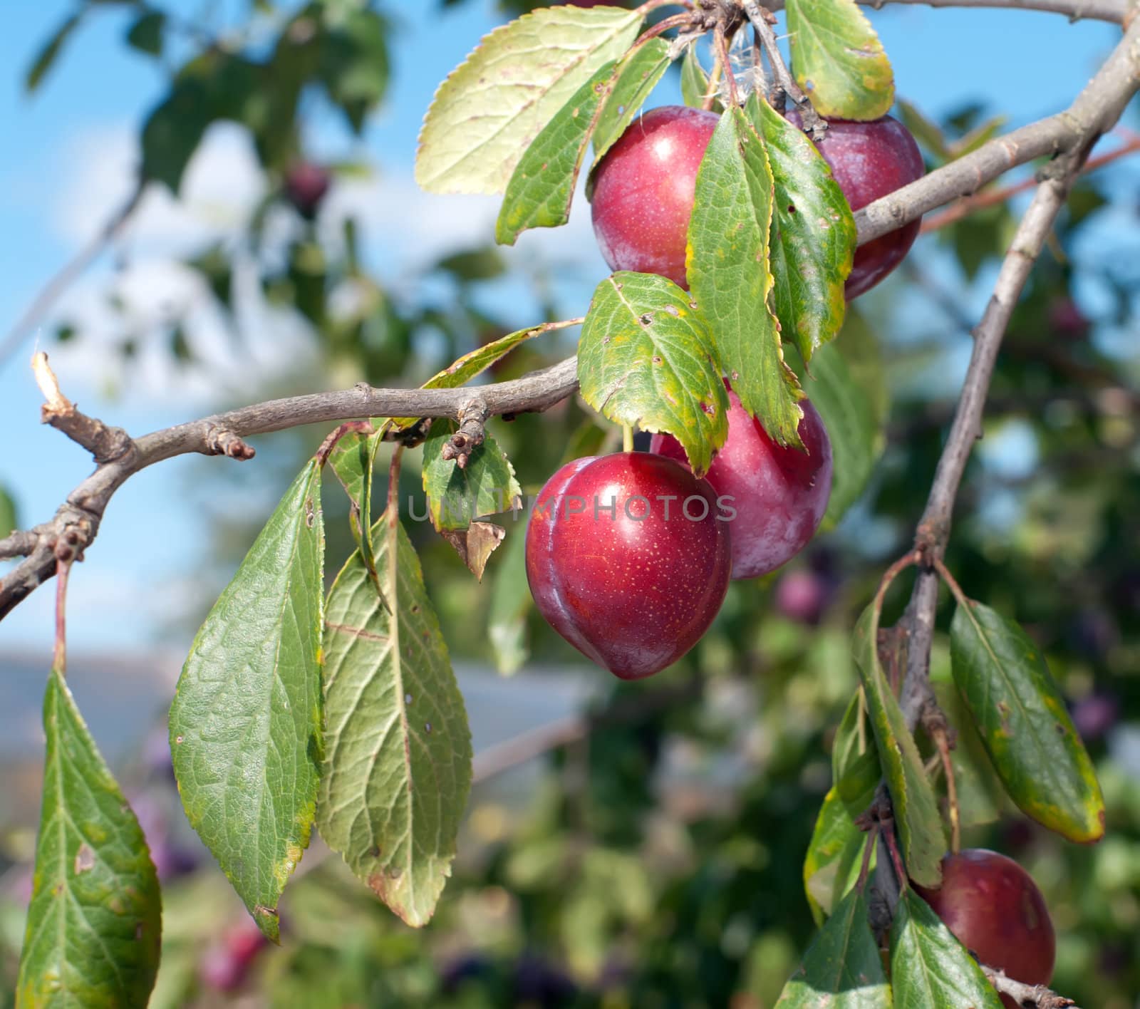 Plum berries on a branch in the sunny autumn afternoon.