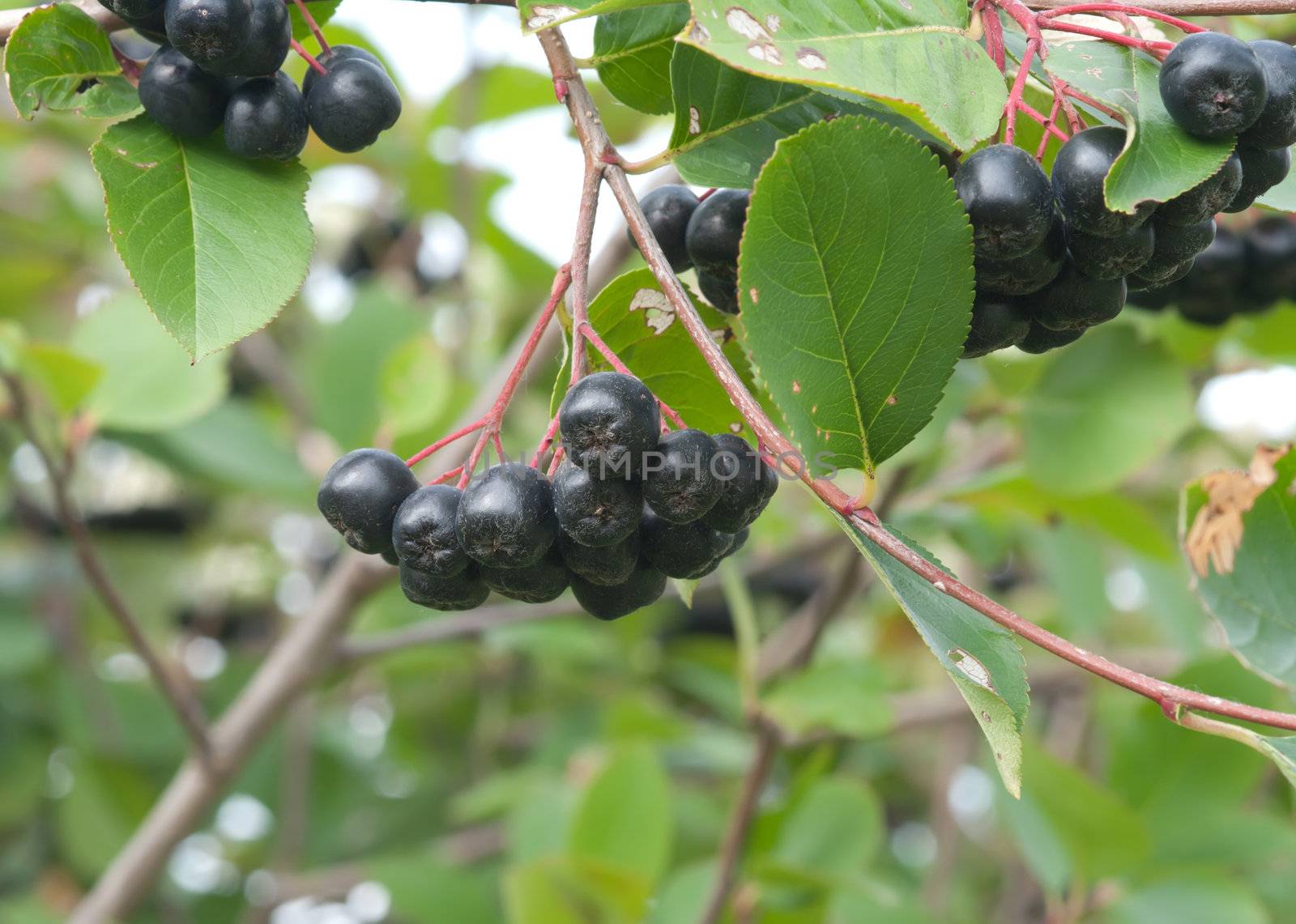 Branch black chokeberry close up.