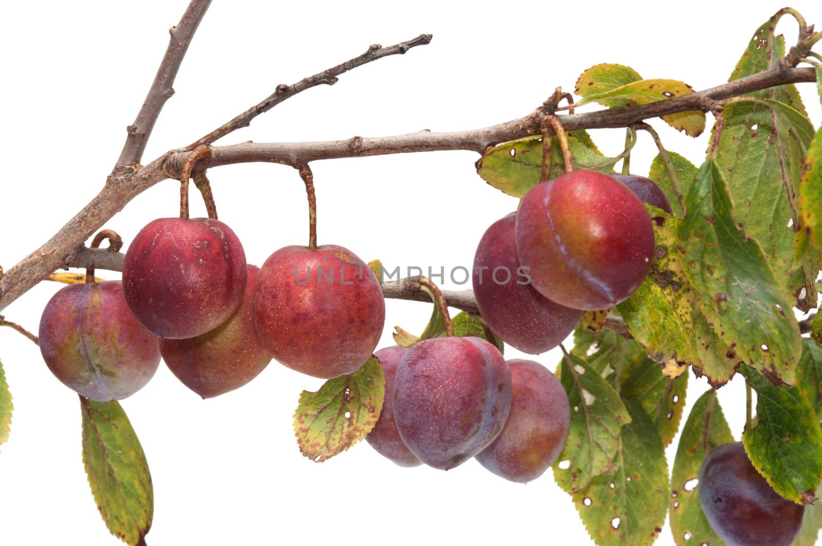 Plum berries on a branch it is isolated on a white background.