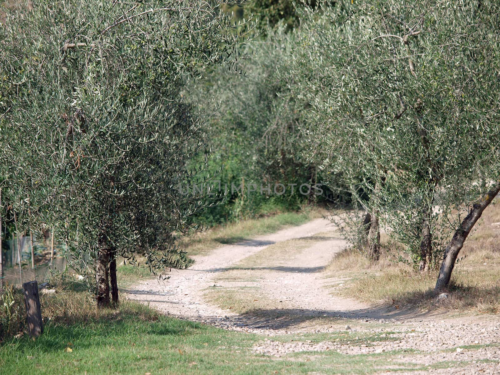 olive fields in Chianti, Tuscany