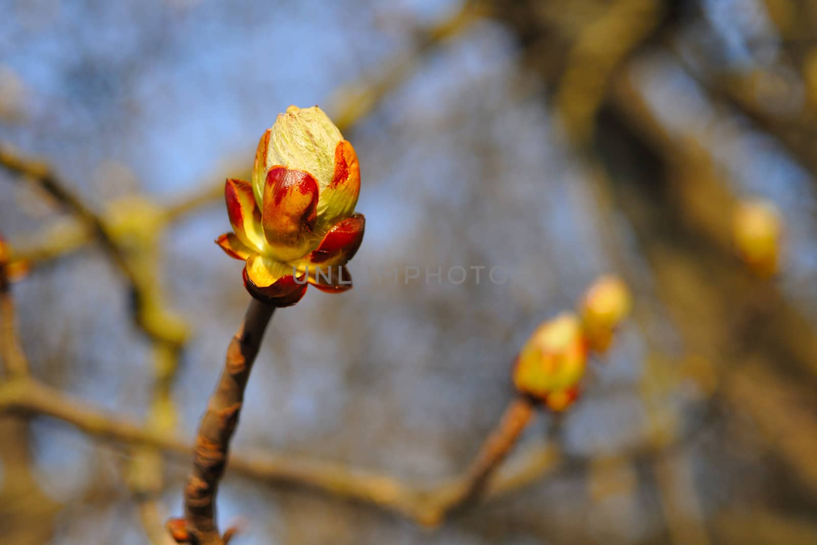 close up bud of chestnut tree at early spring