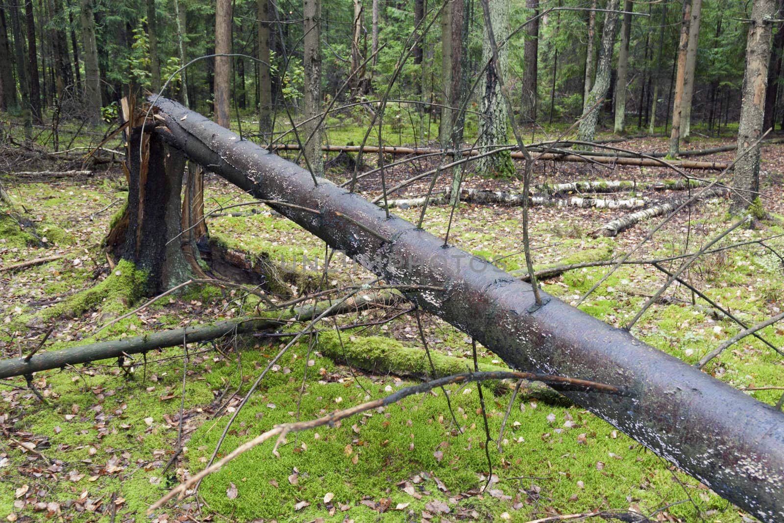 big broken tree in forest windfall area