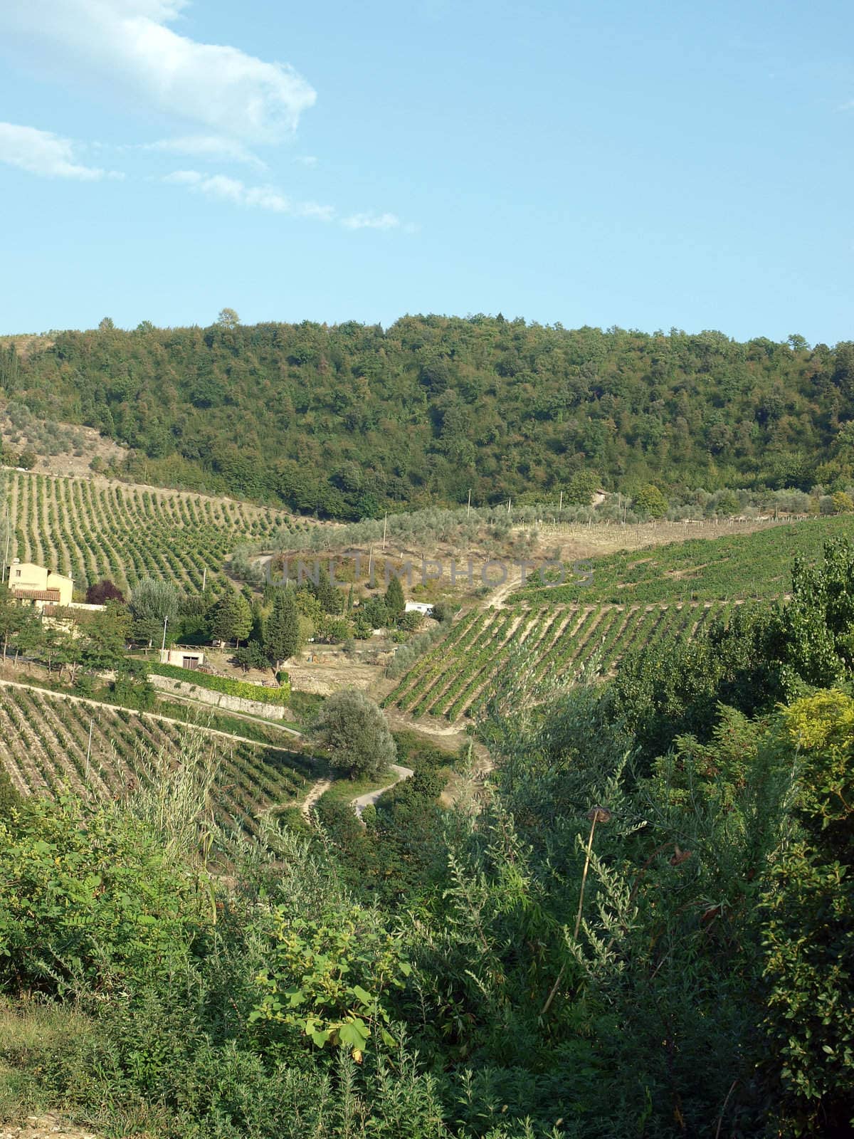 Vineyards and olive fields in Chianti, Tuscany