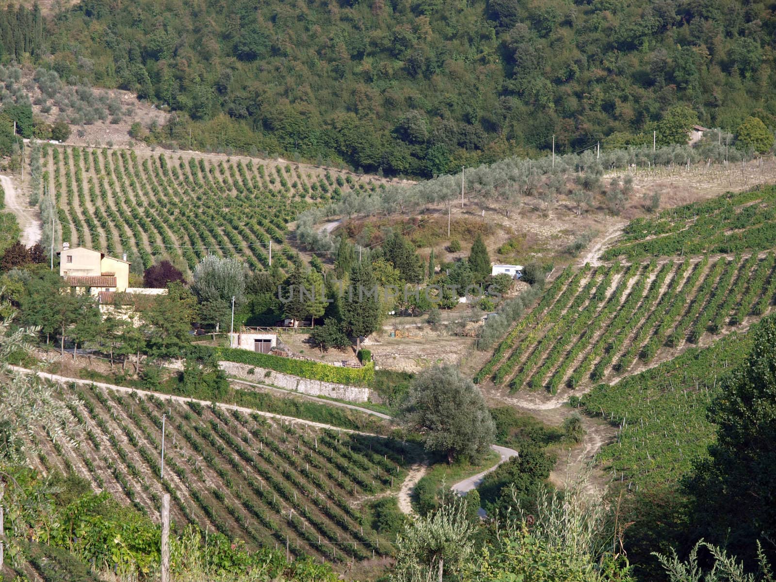 Vineyards and olive fields in Chianti, Tuscany