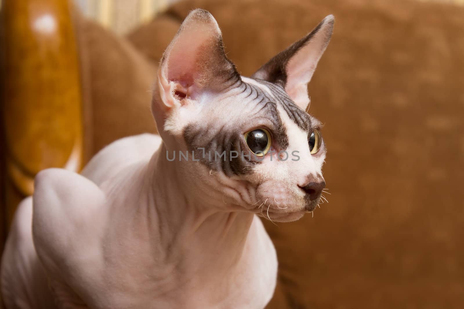 Portrait of a young cat - Sphynx