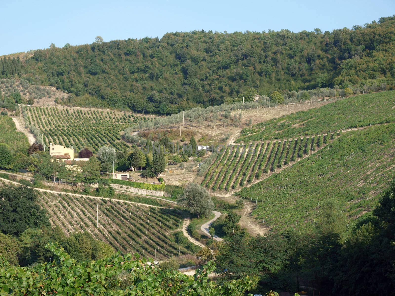 Vineyards and olive fields in Chianti, Tuscany